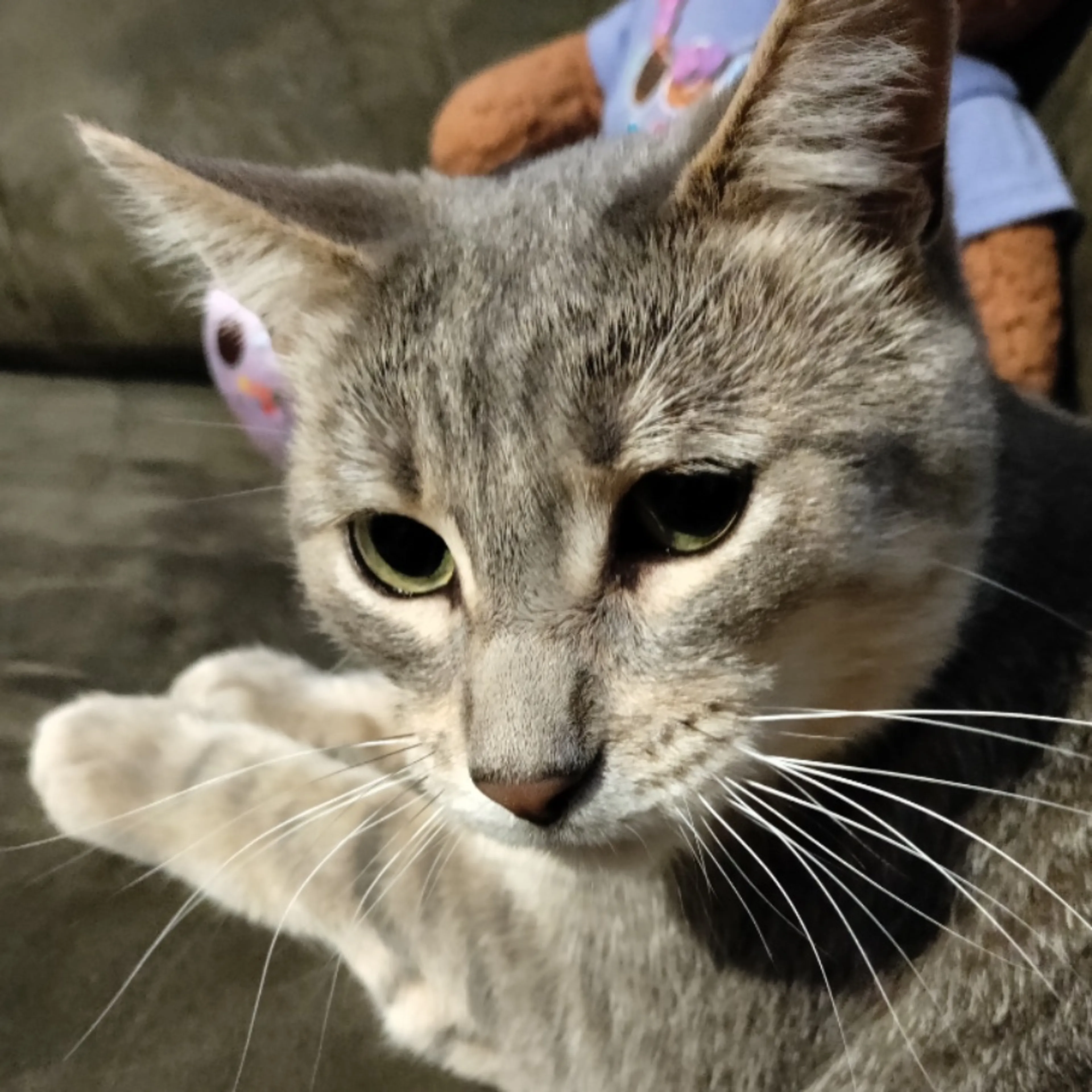 Lost pet