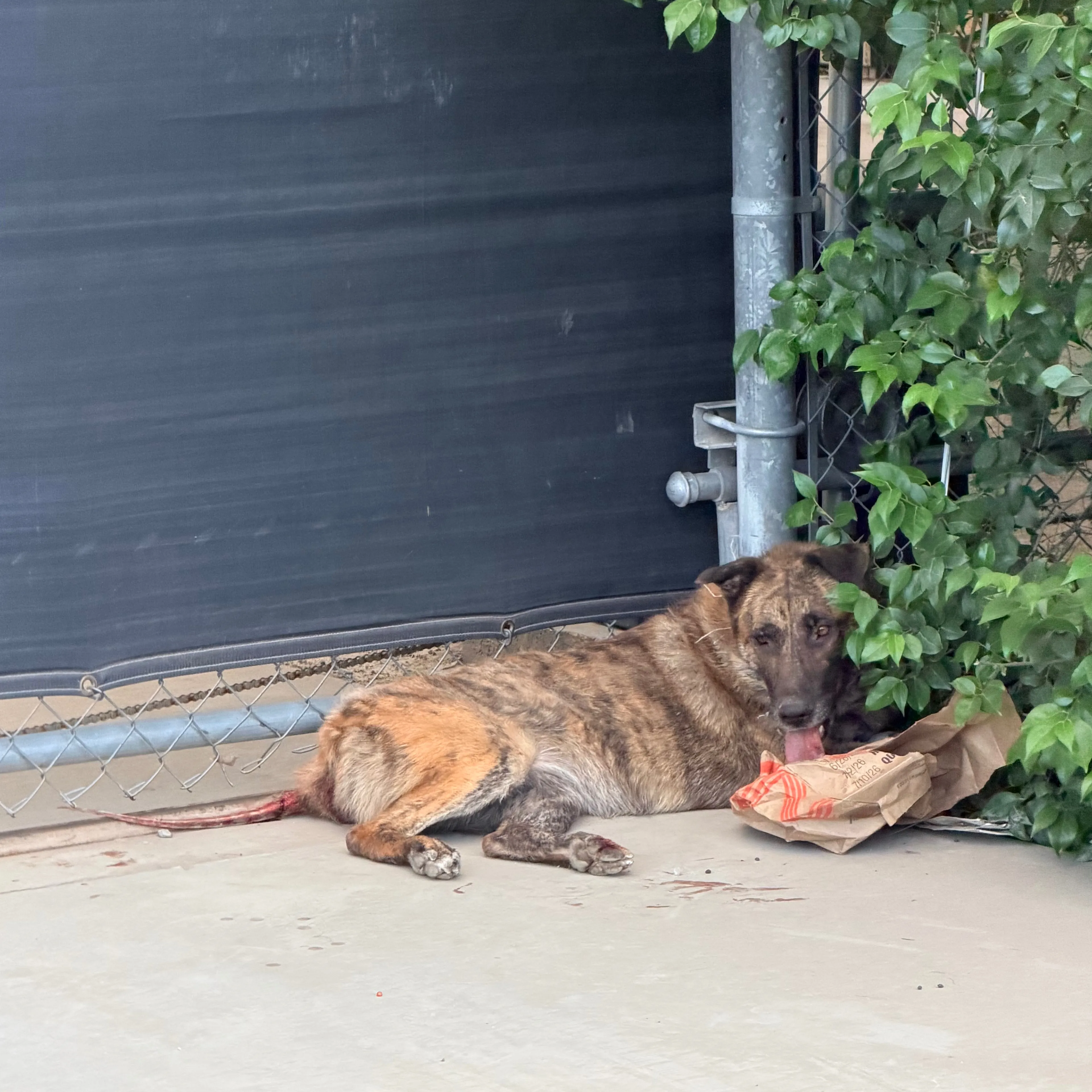 Lost pet-1
