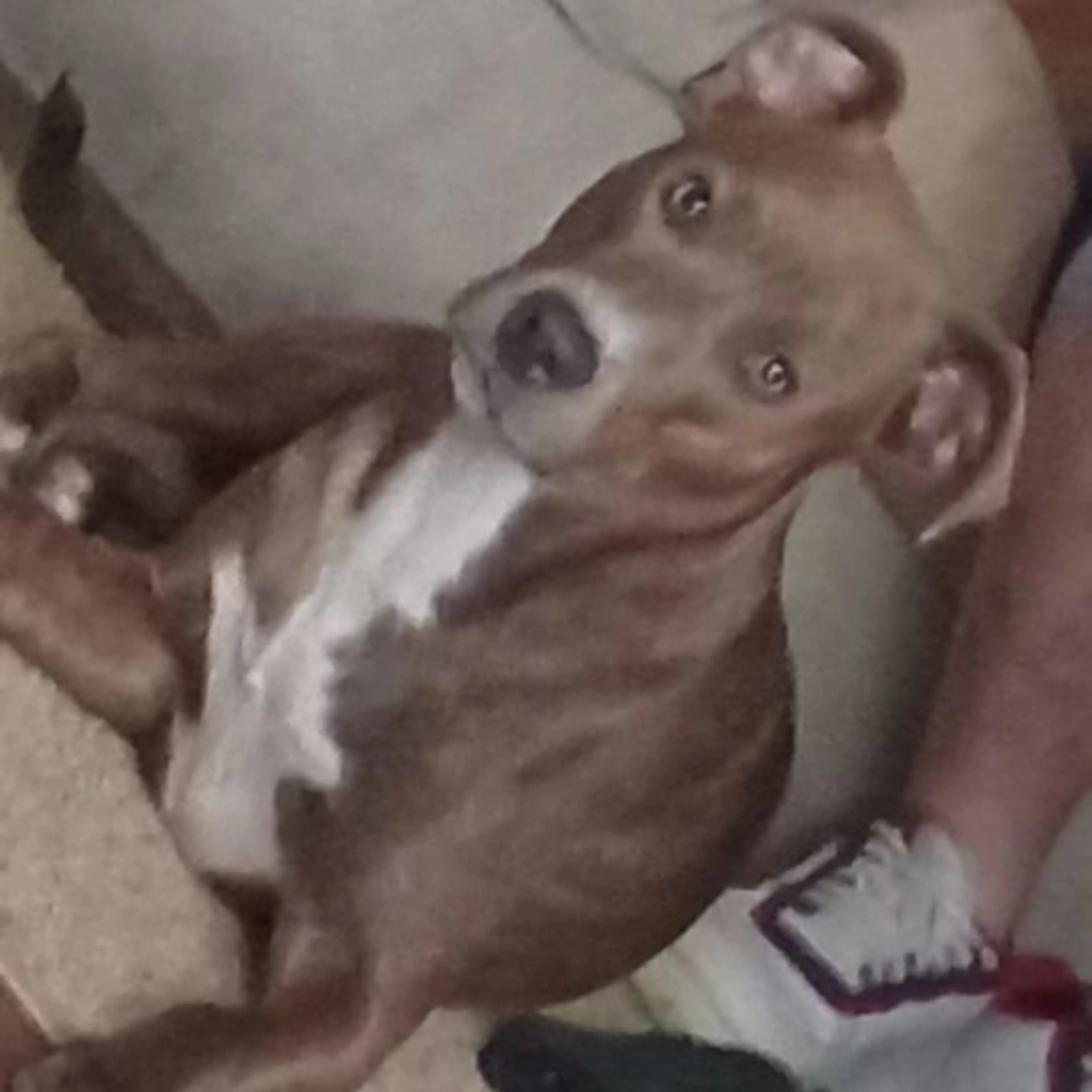 Lost pet