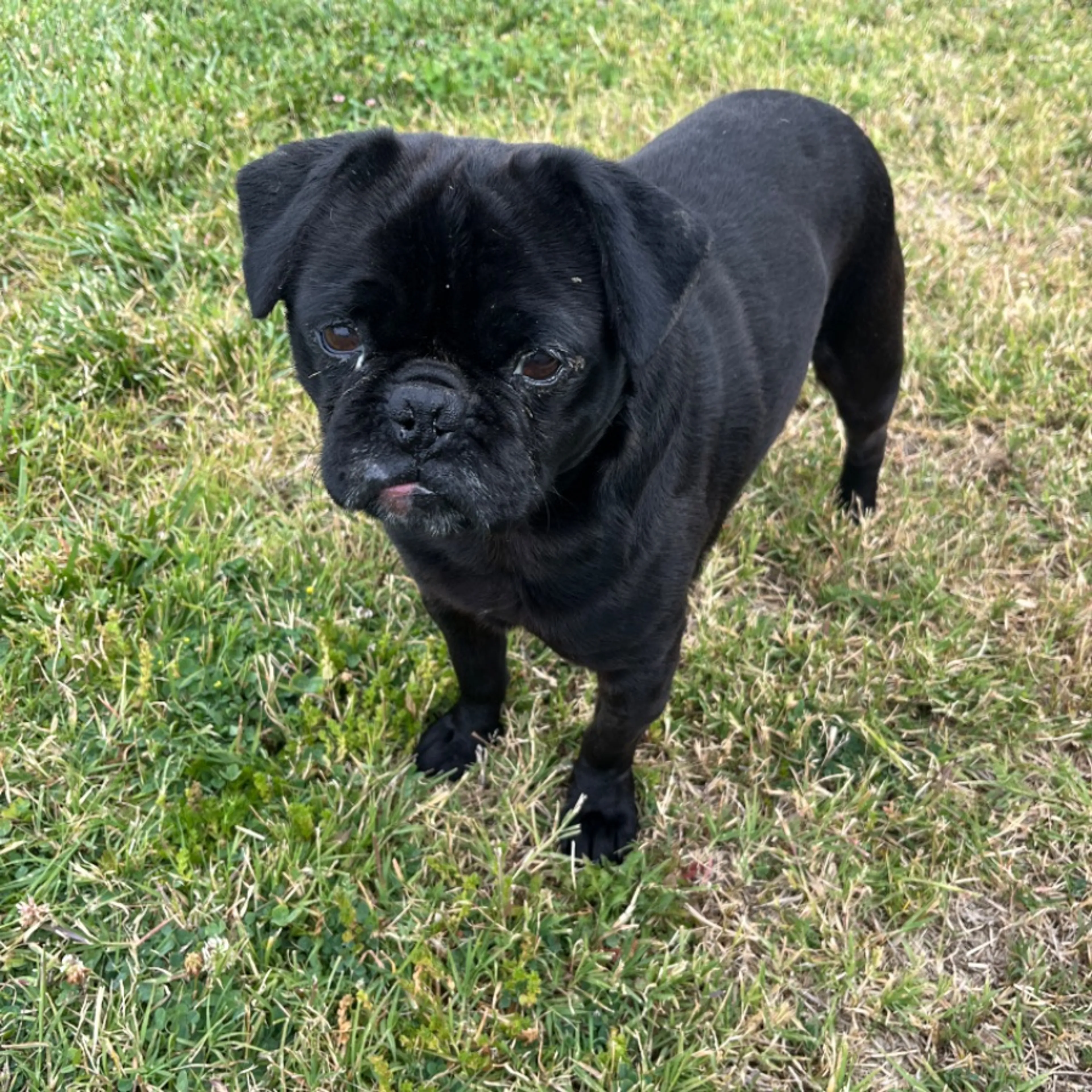 Found pet