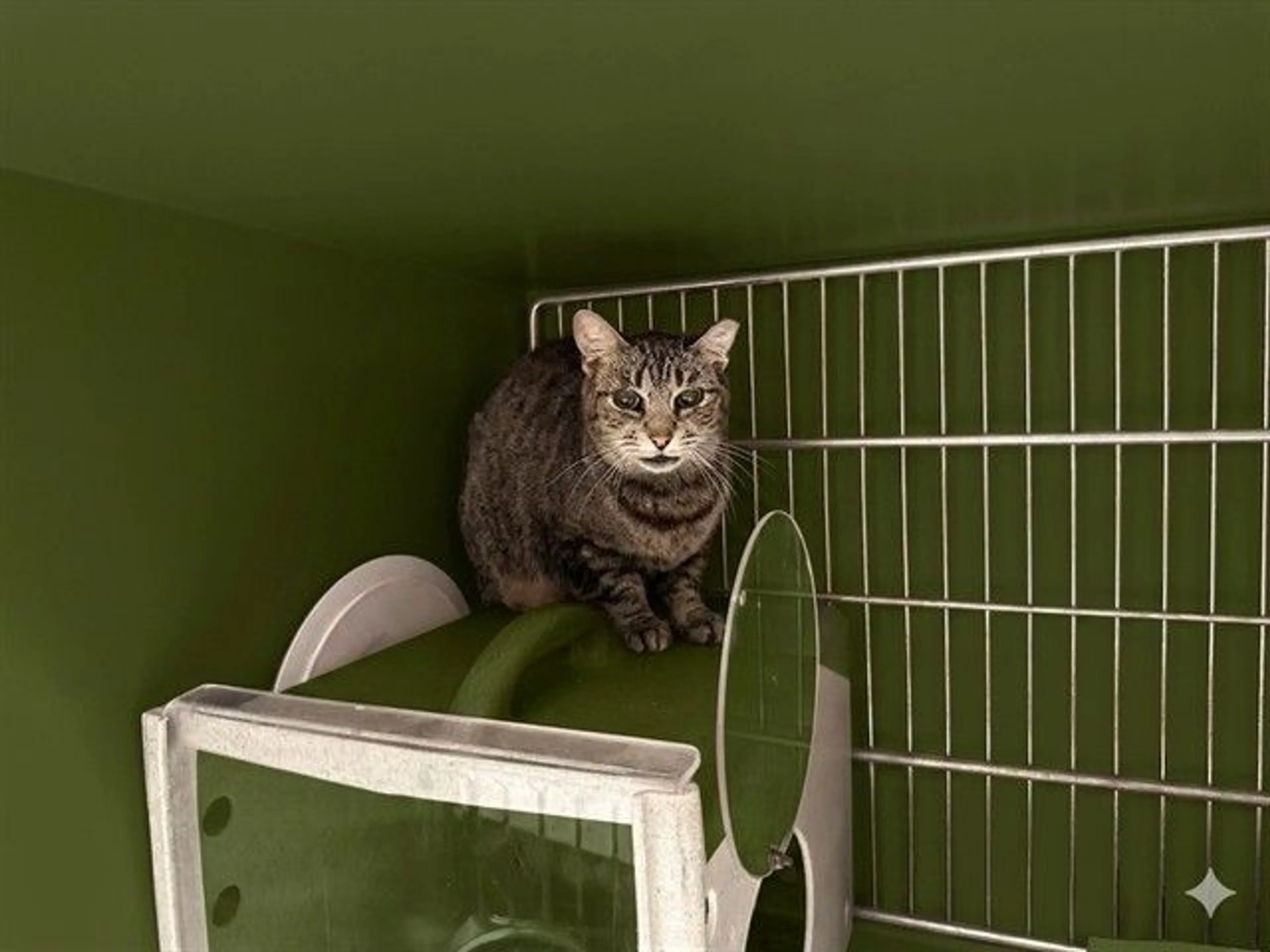 Found pet