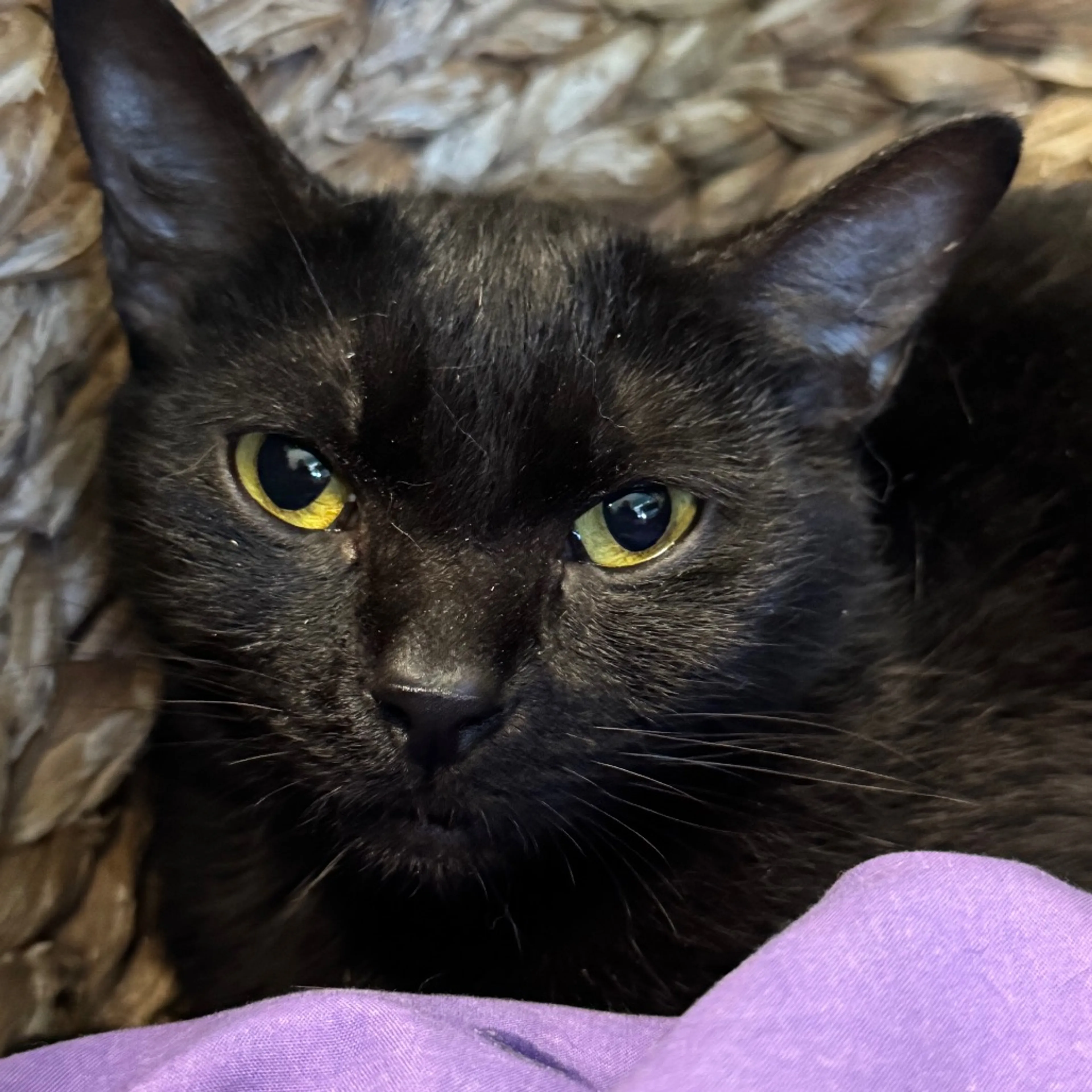 Found pet-1