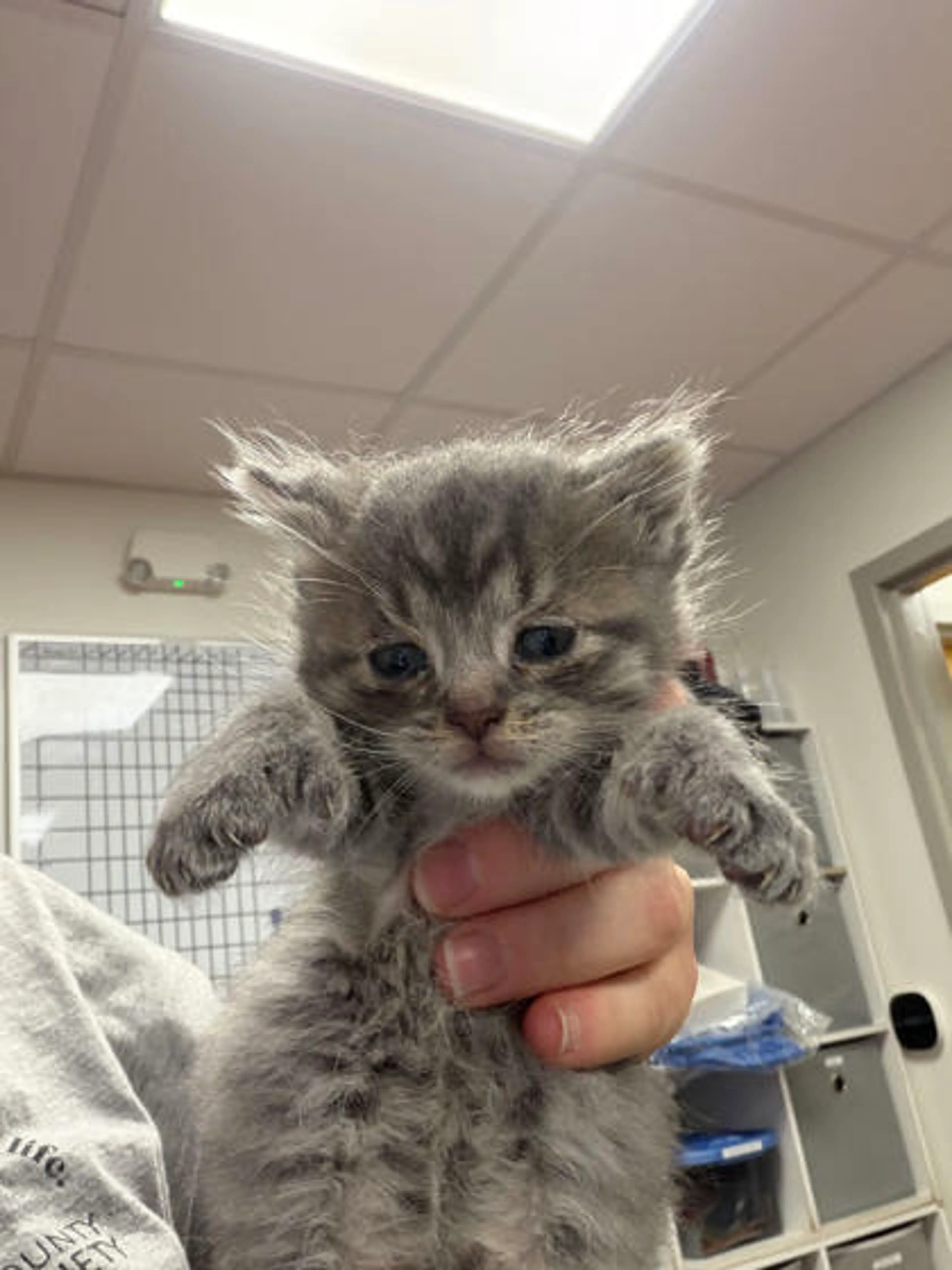 Found pet