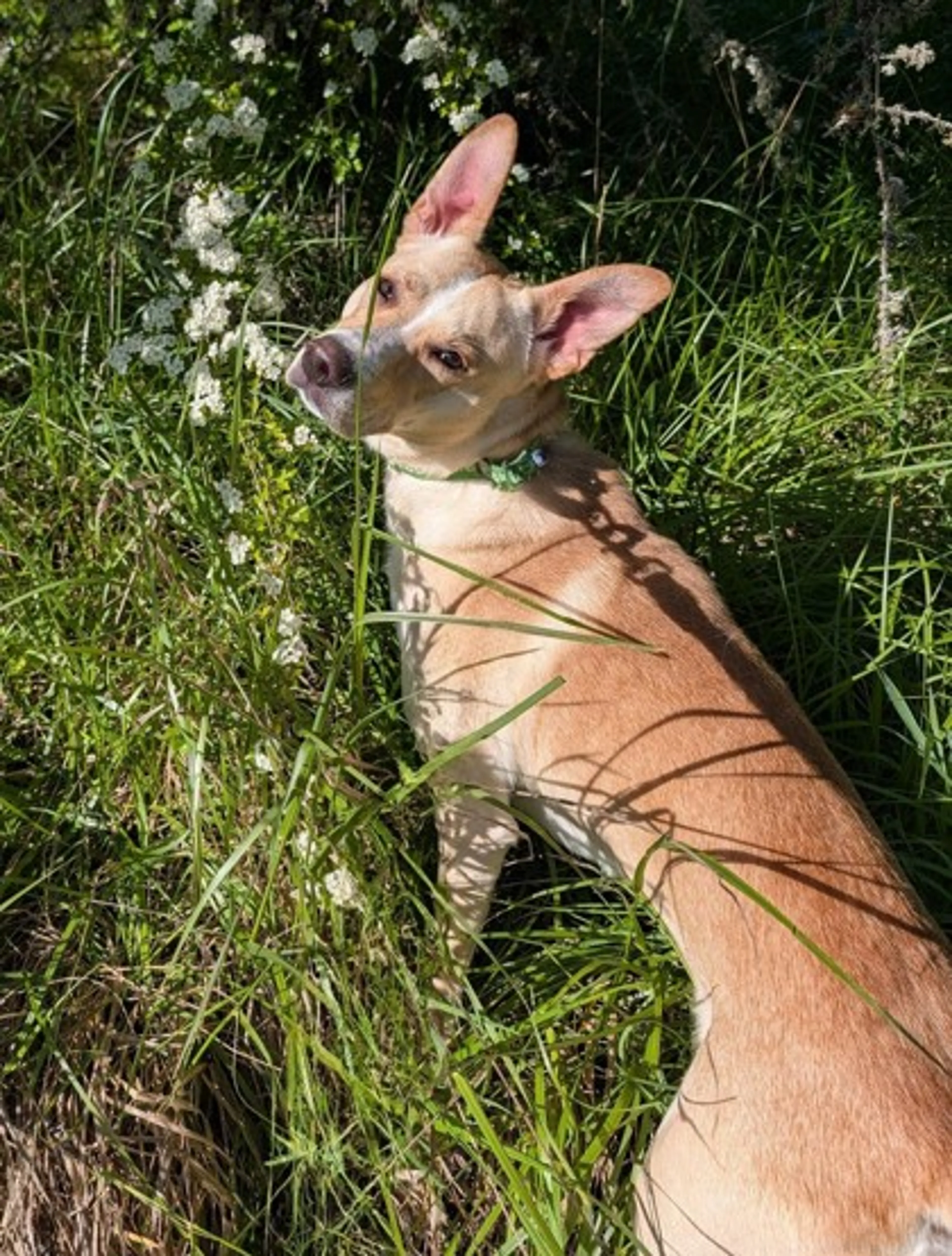 Found pet-2