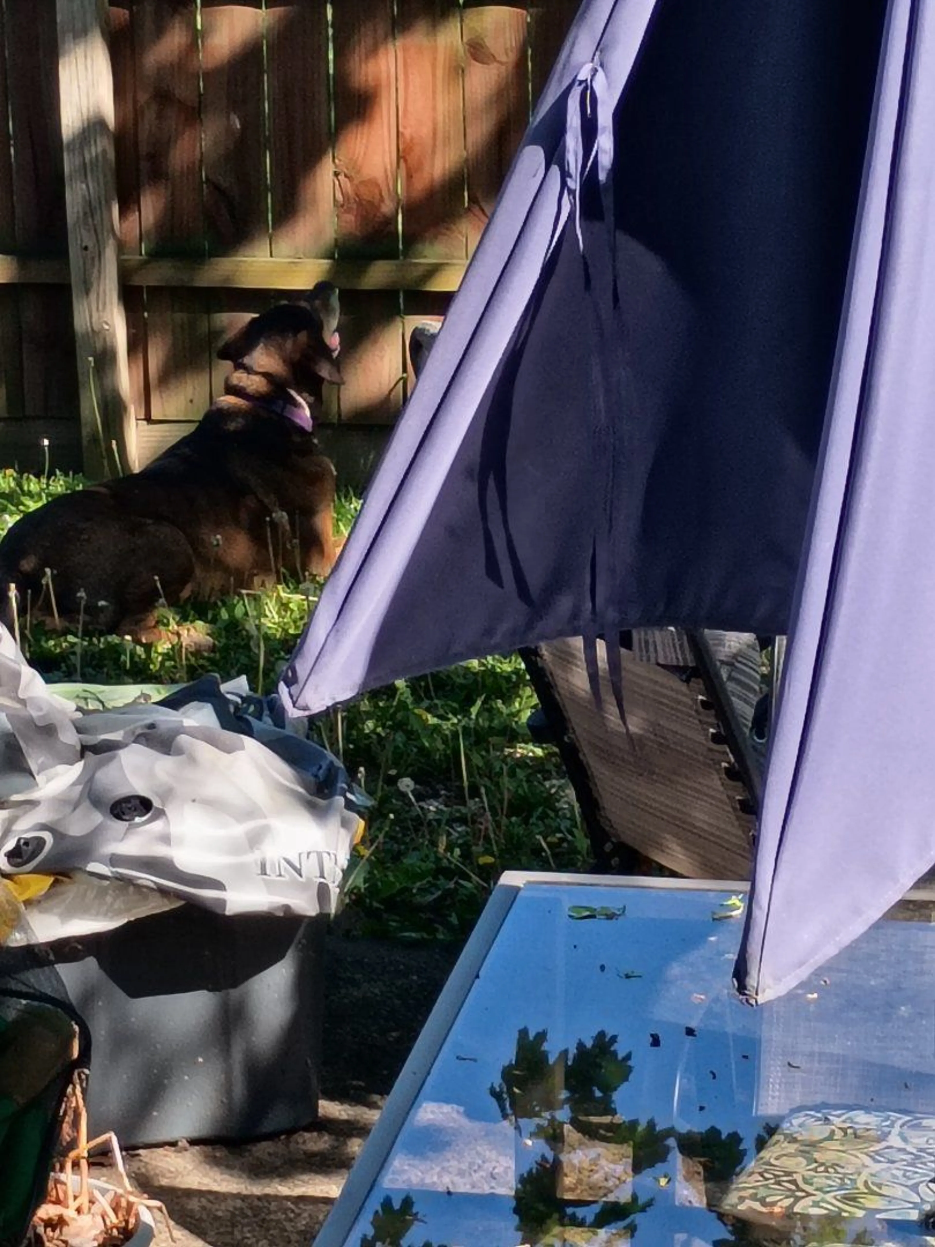 Lost pet