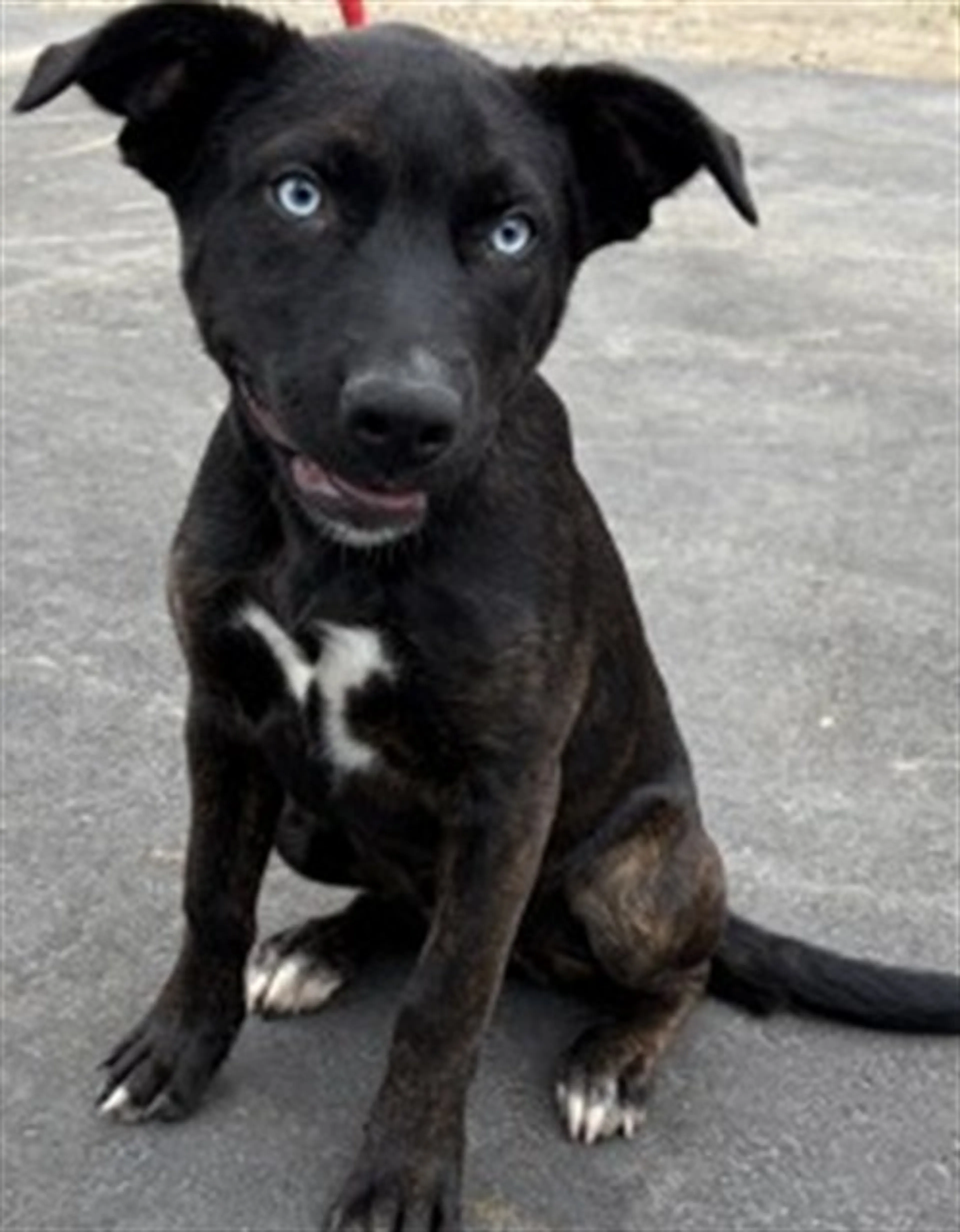 Found pet