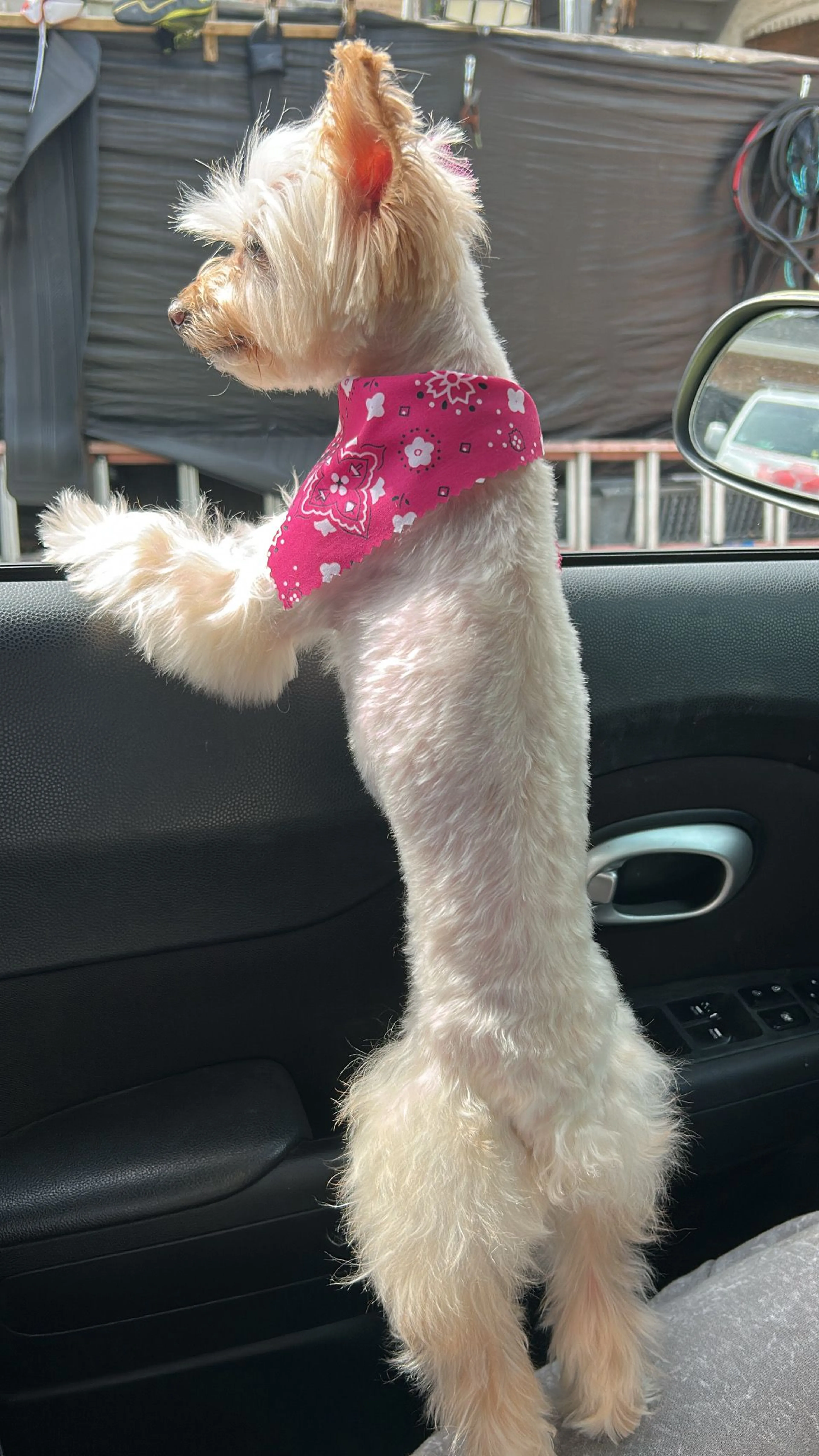 Lost pet-3