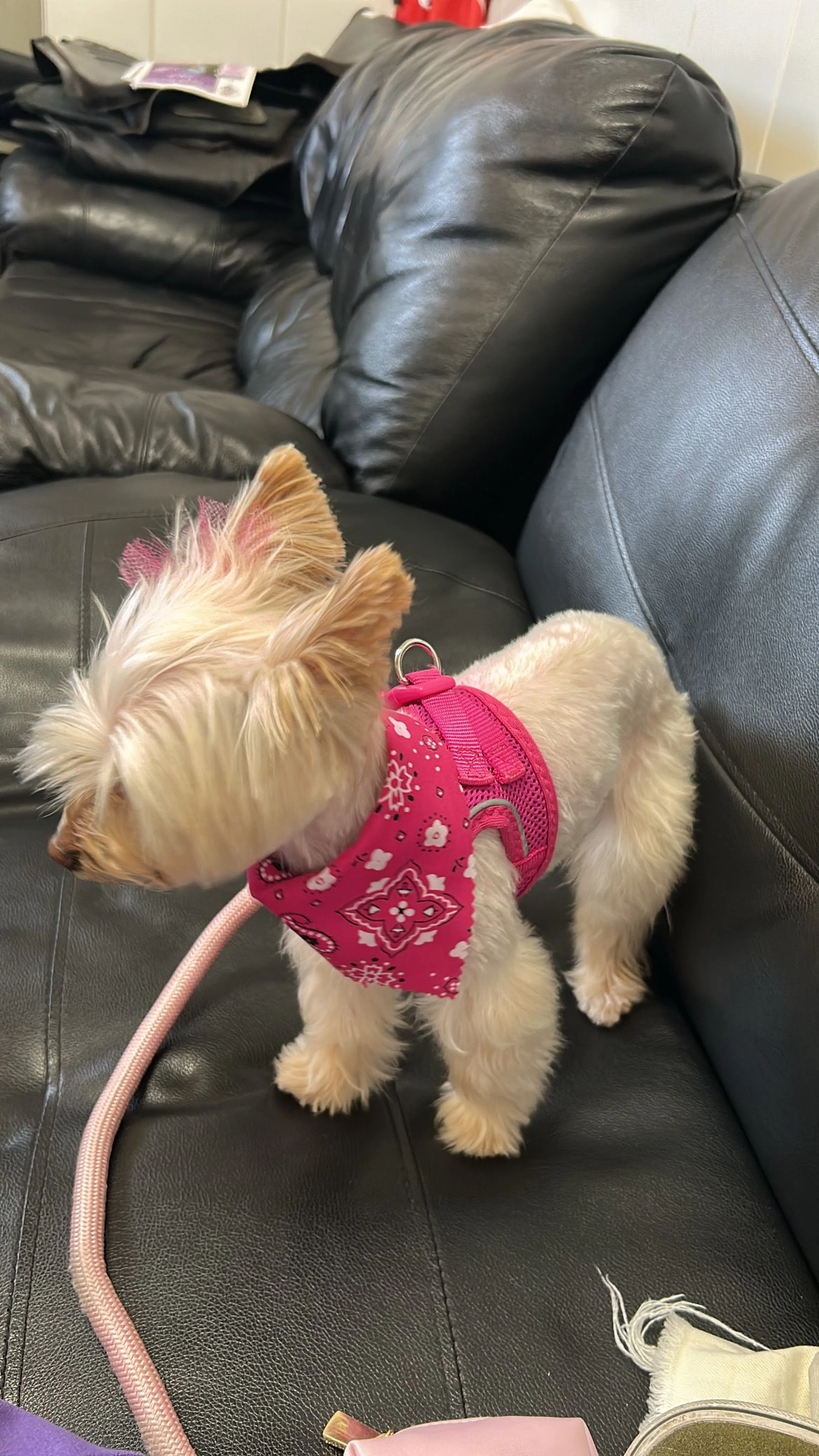 Lost pet-2