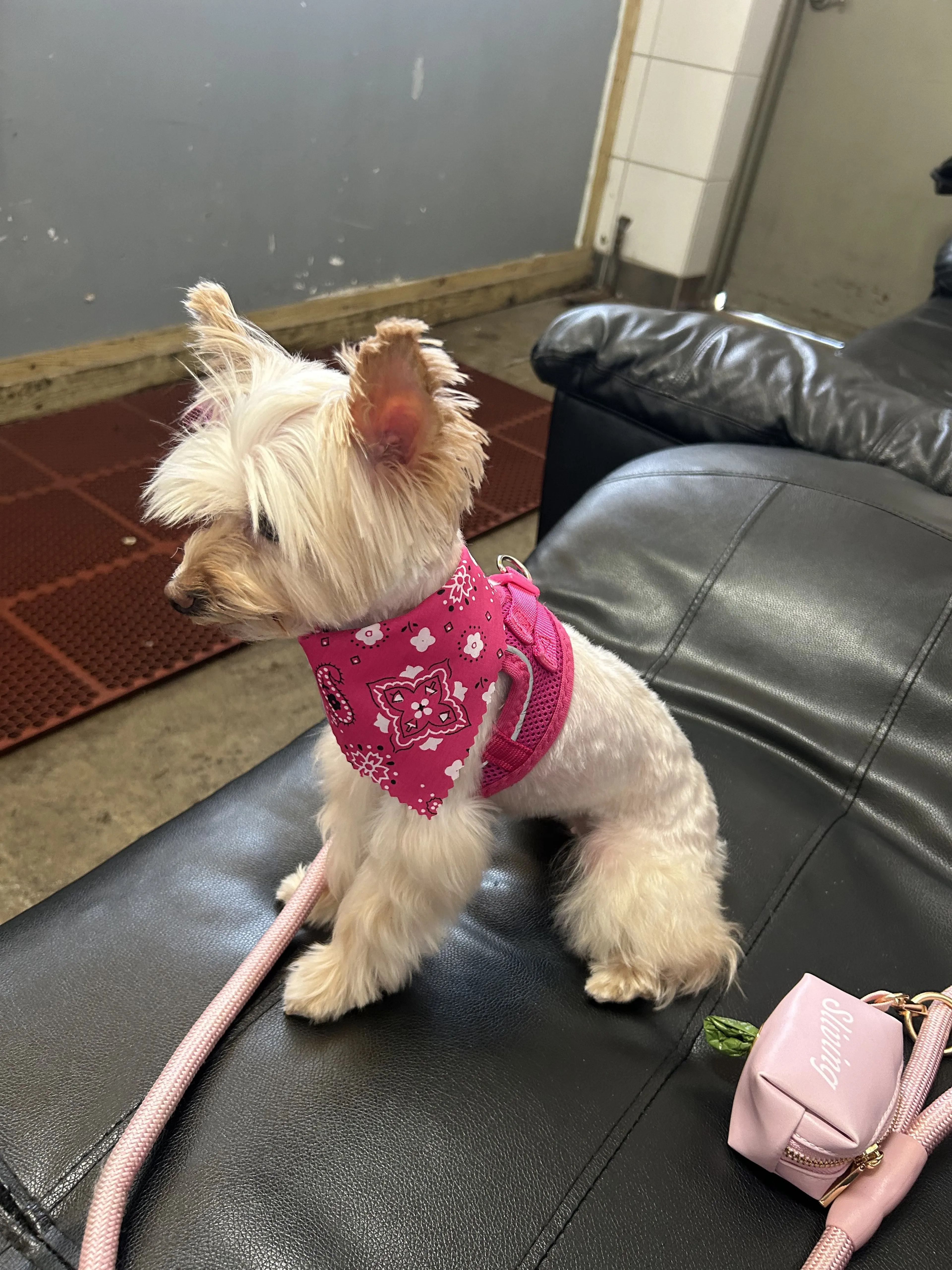 Lost pet-1