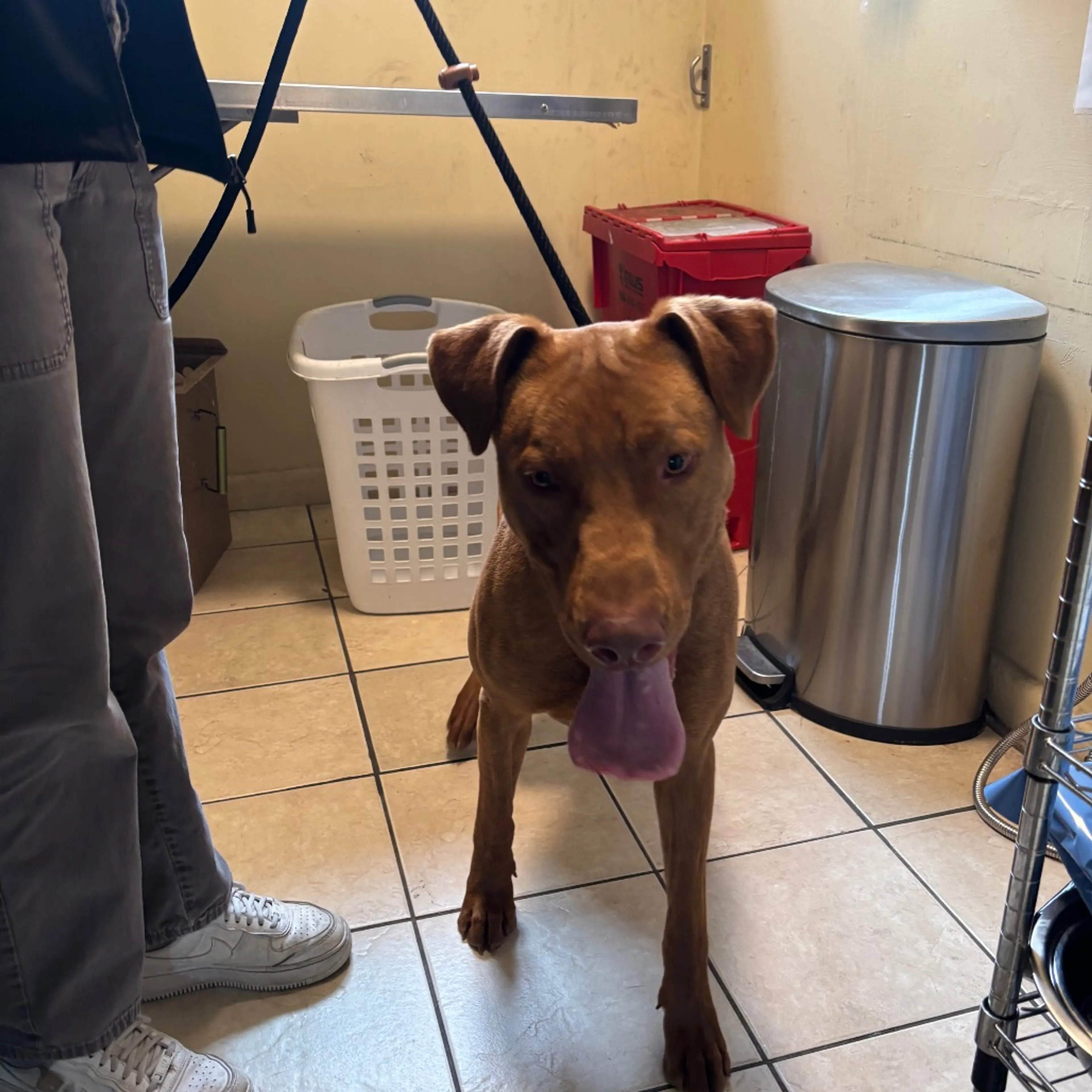 Found pet-1