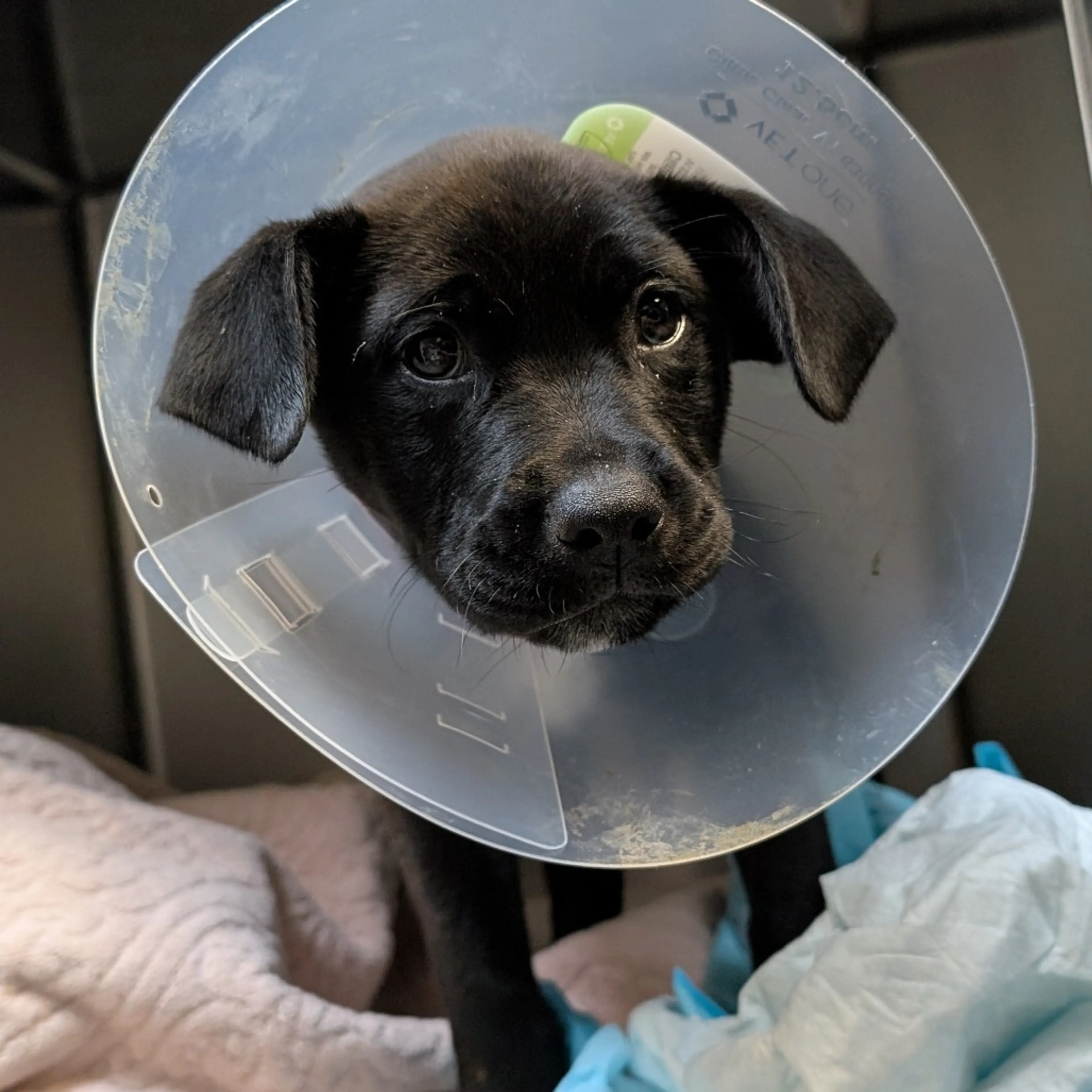 Found pet