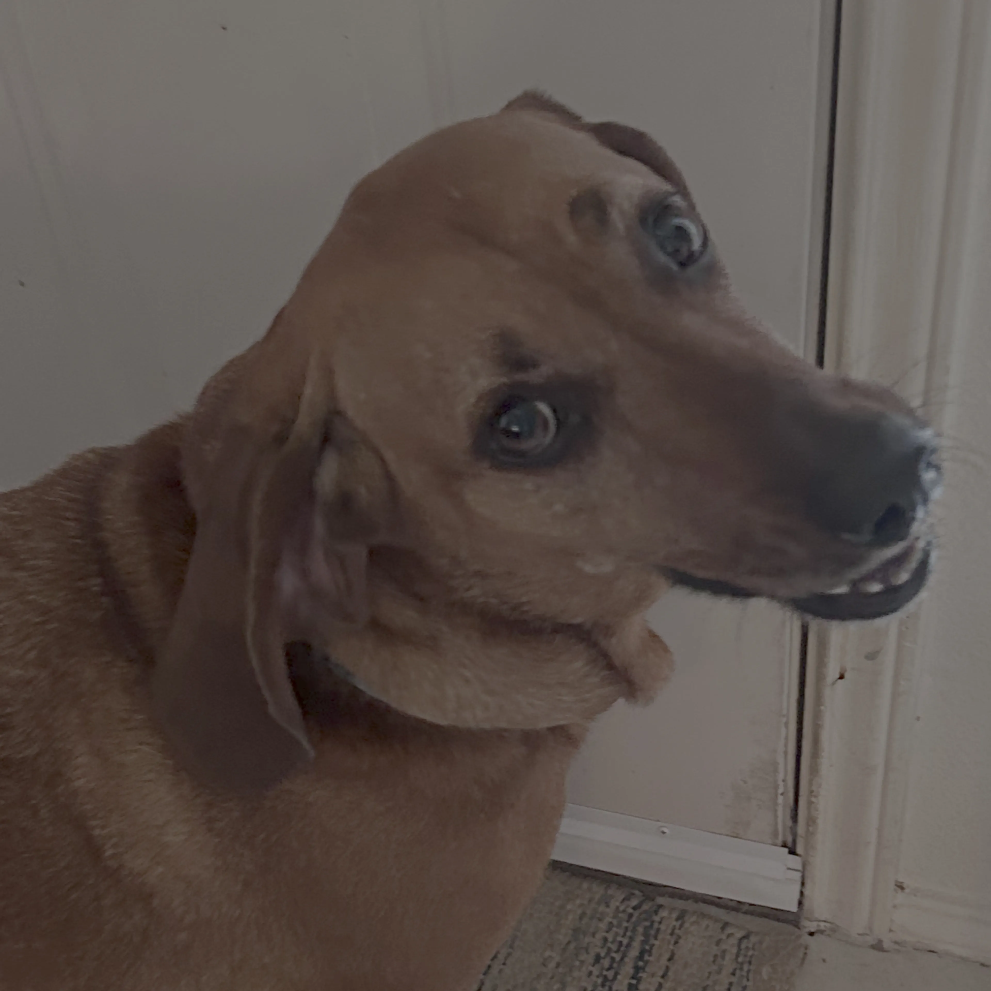 Found pet-1