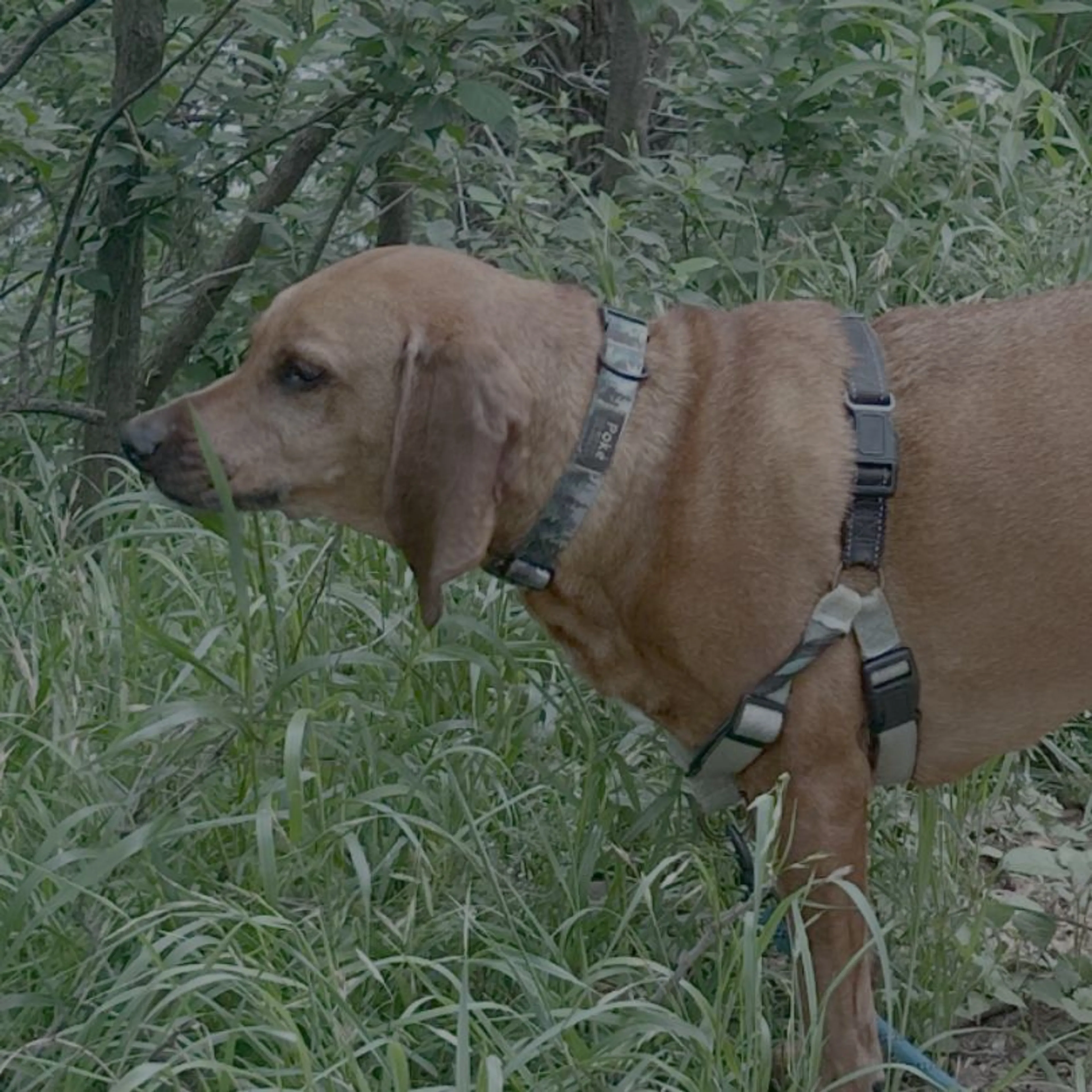 Found pet-0