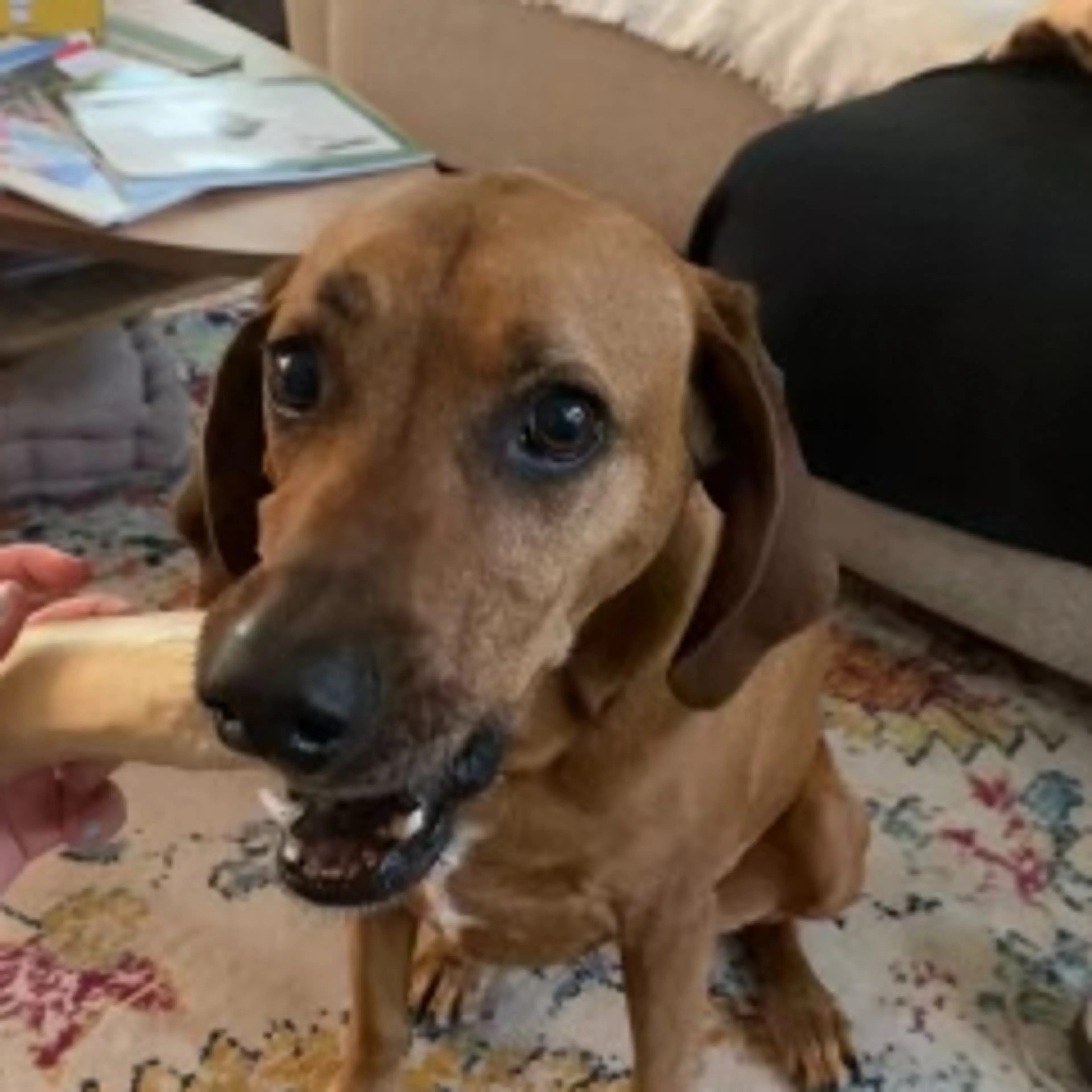 Found pet-2