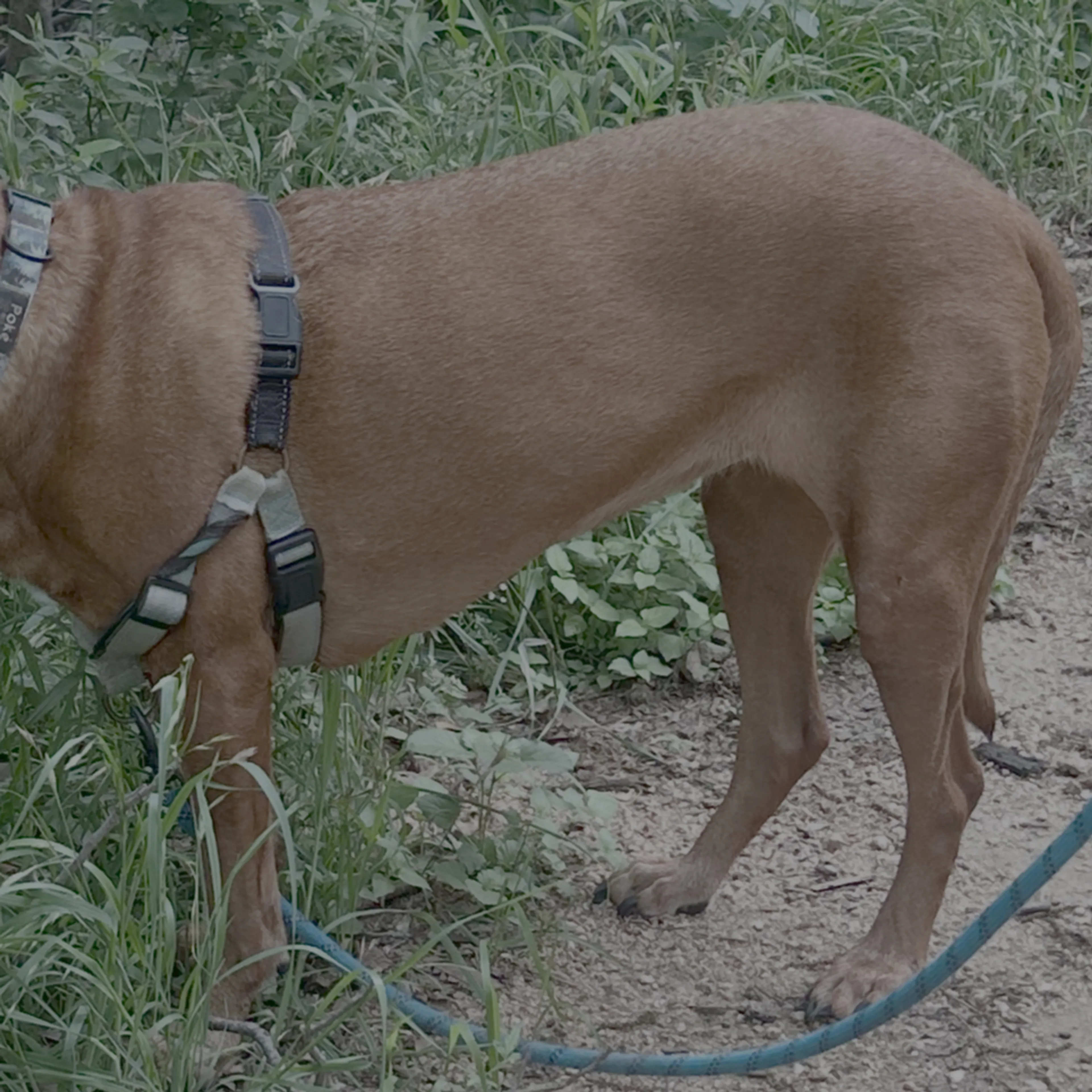 Found pet-3