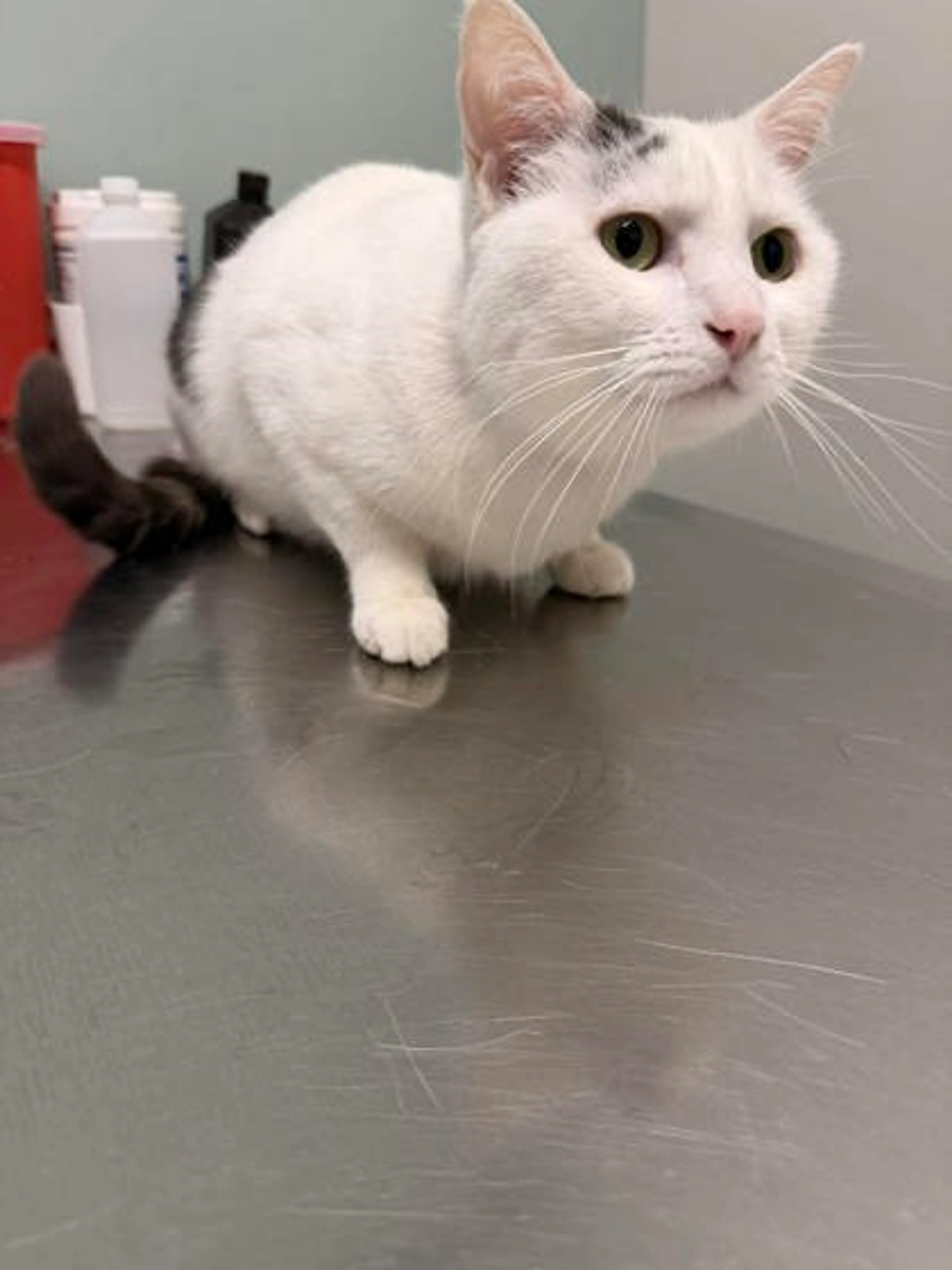 Found pet-0