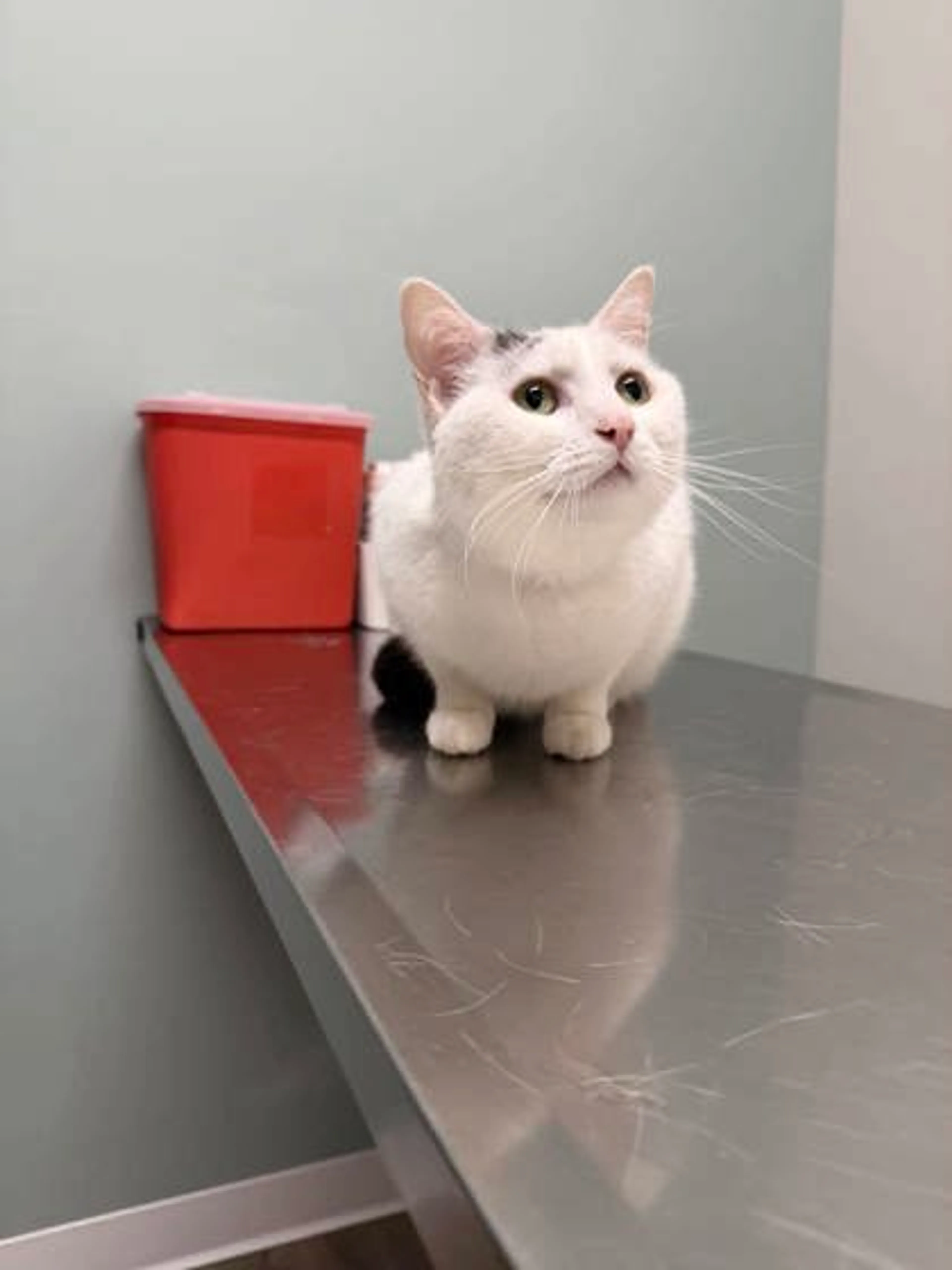 Found pet-1
