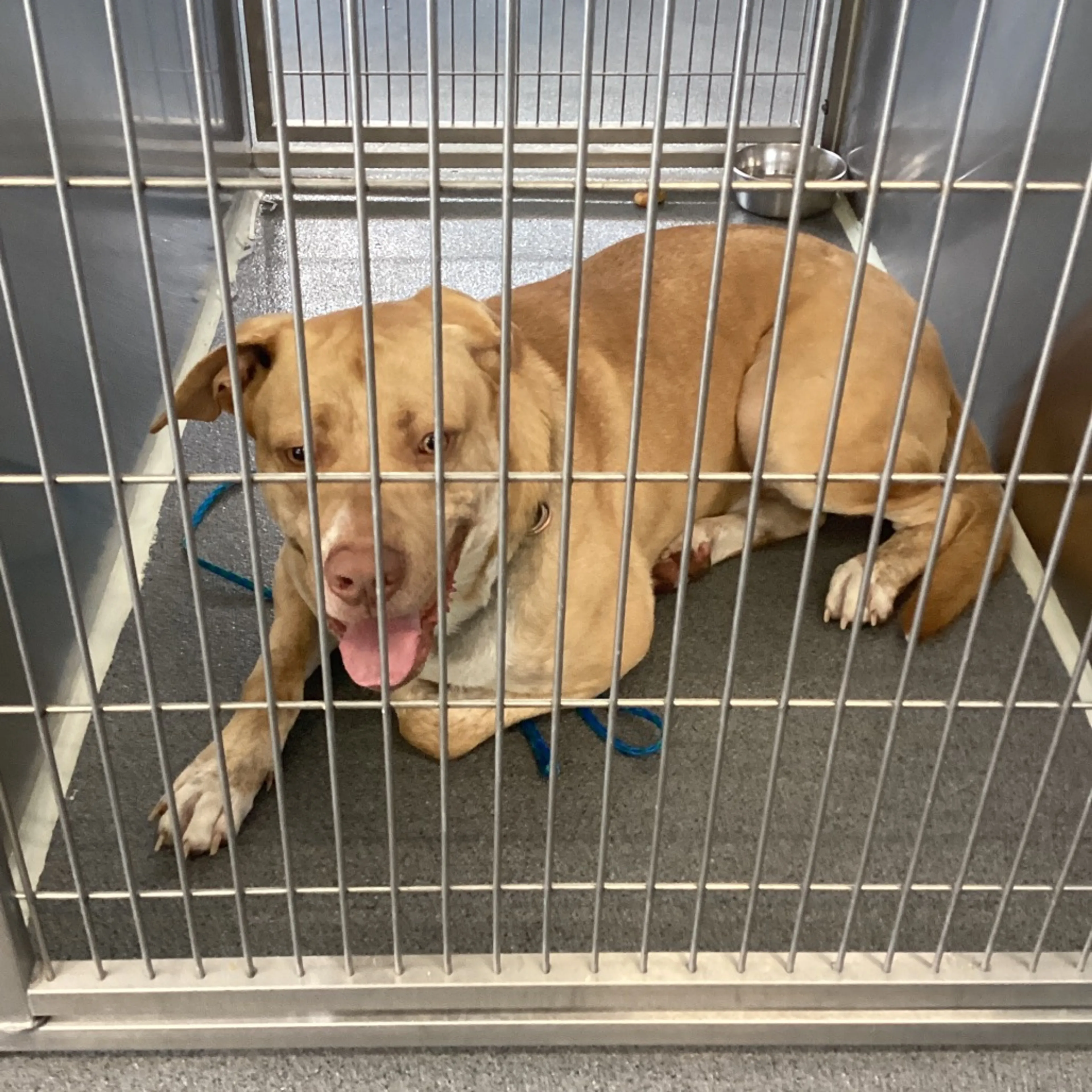 Found pet-1