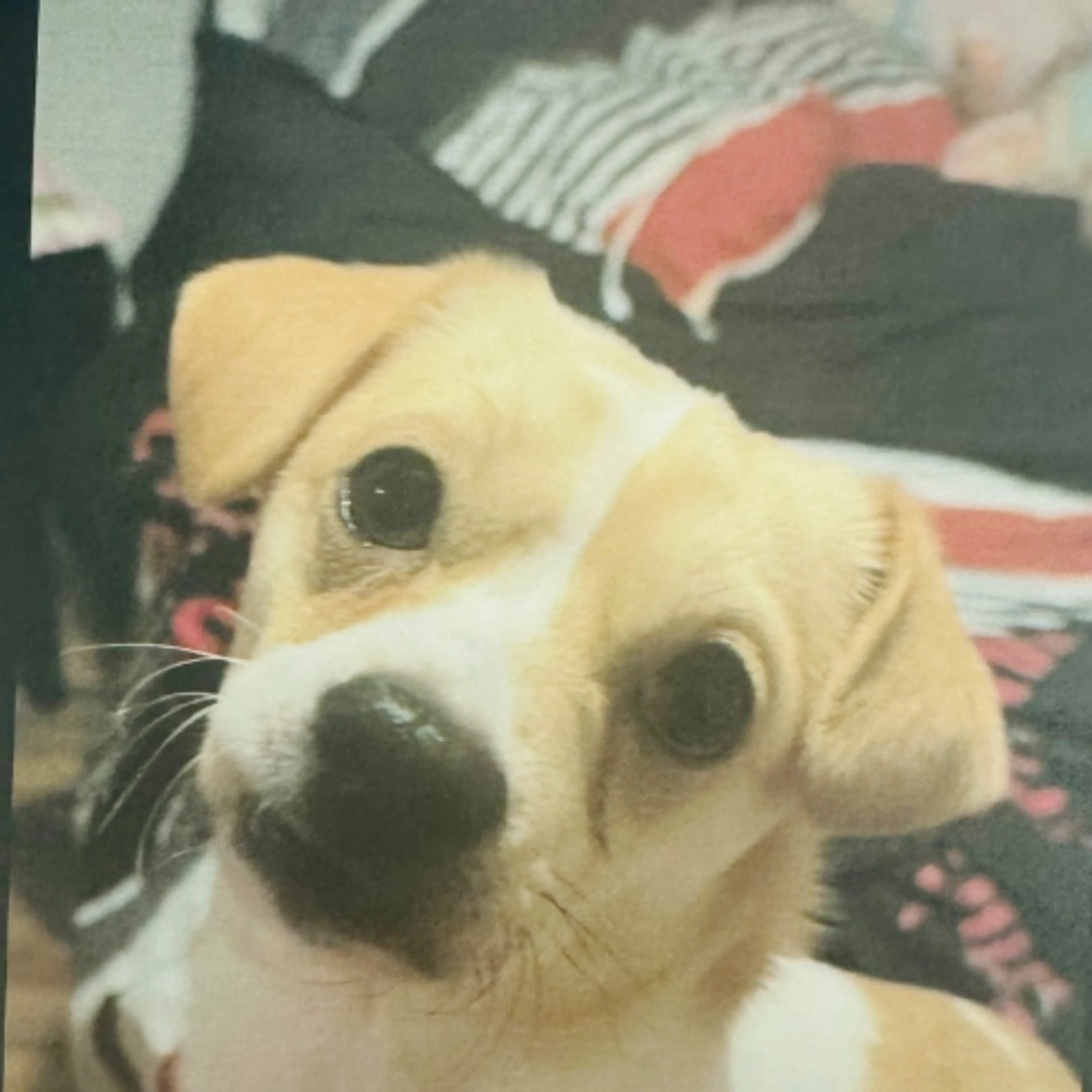 Lost pet