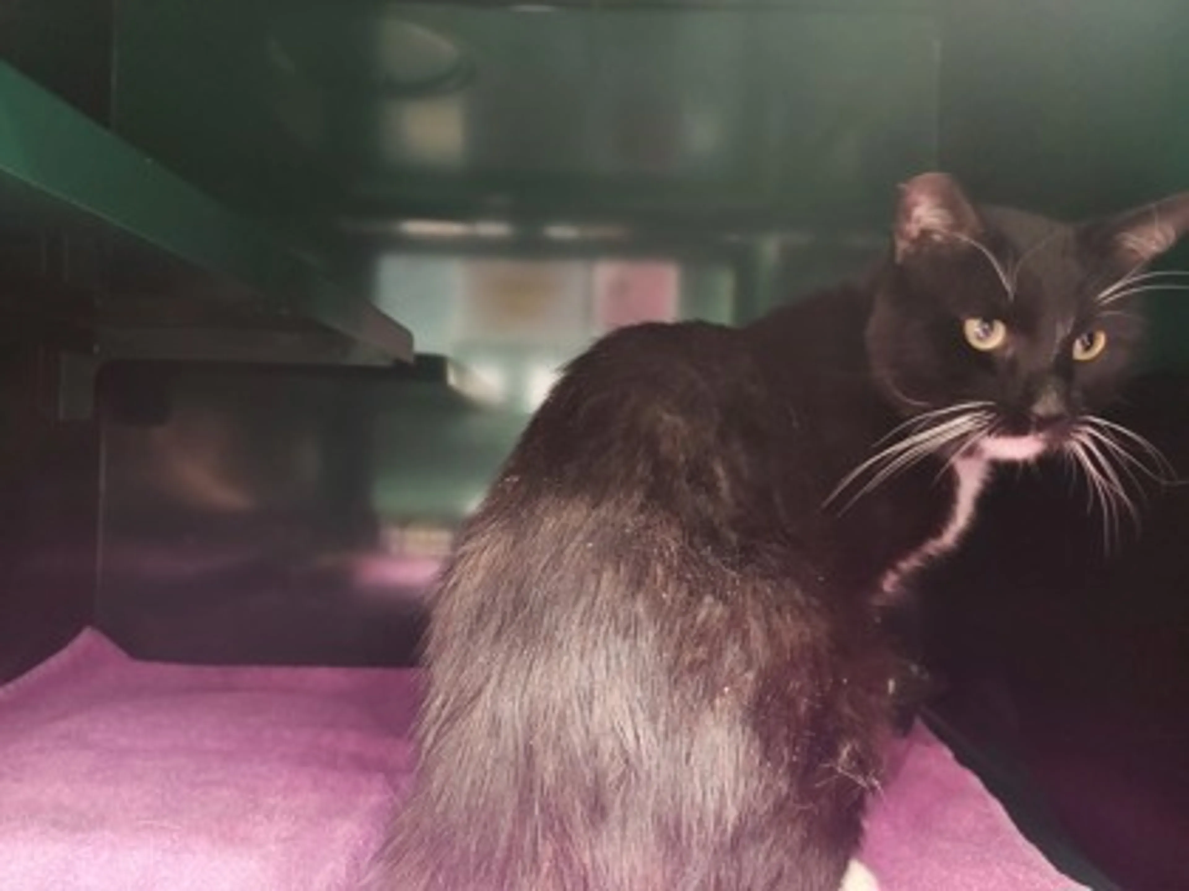 Found pet
