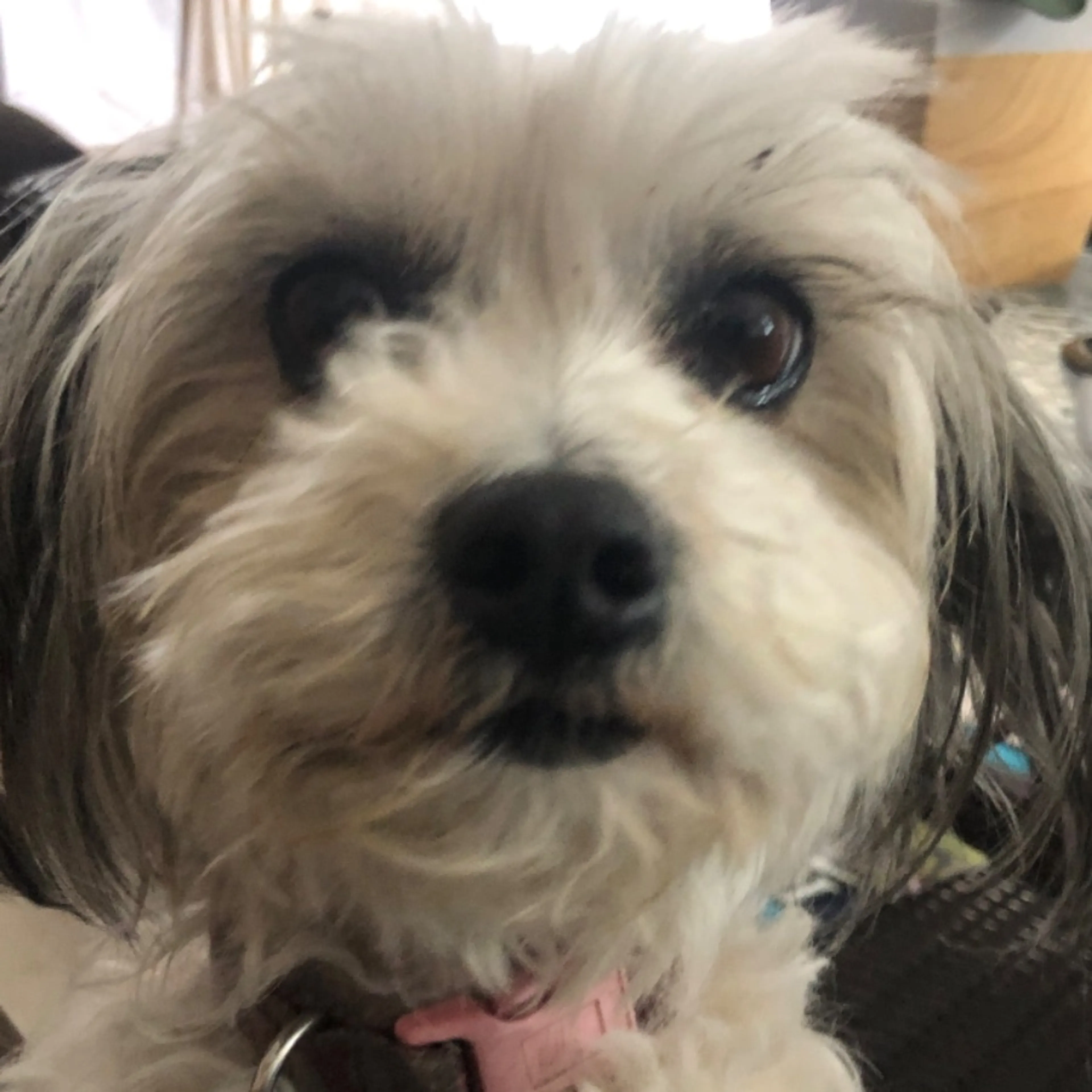 Lost pet
