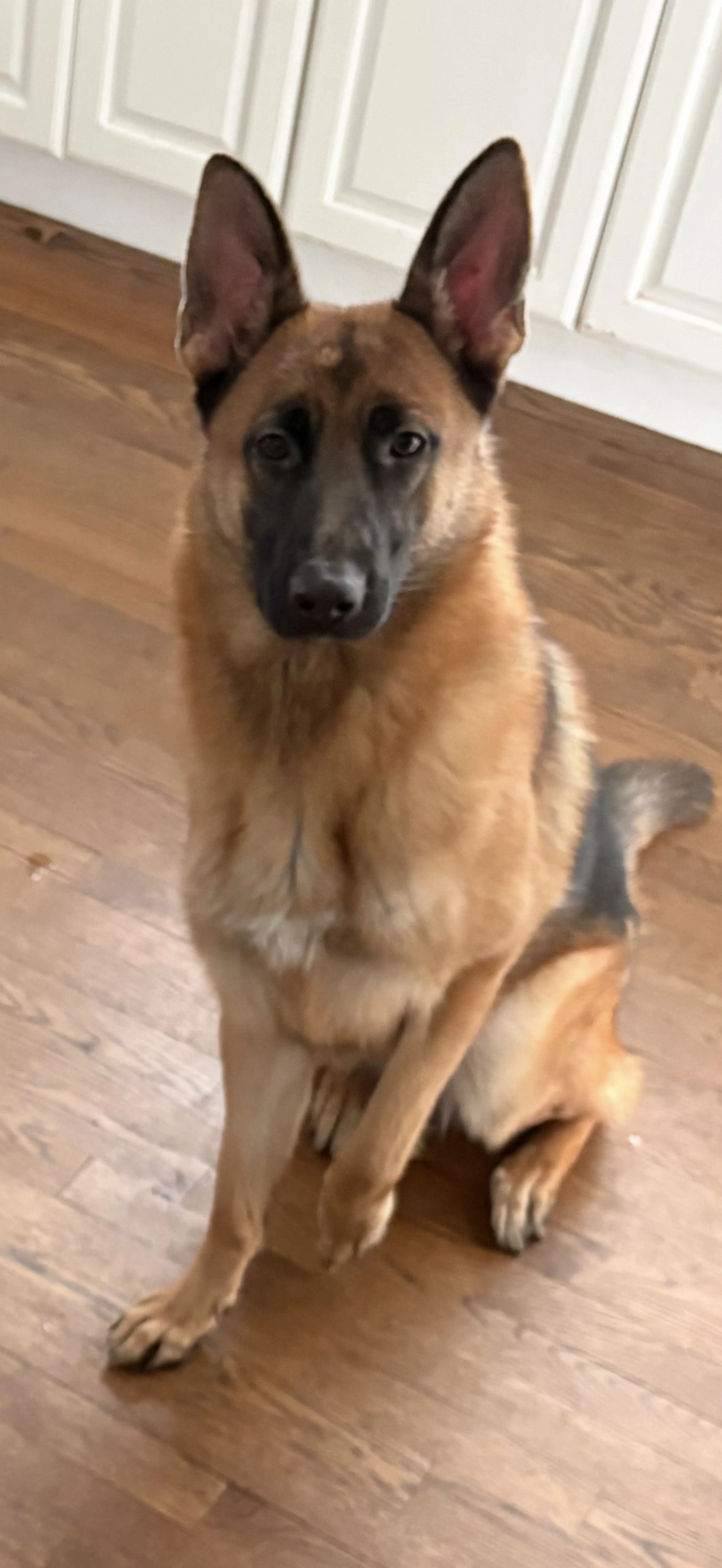Lost pet