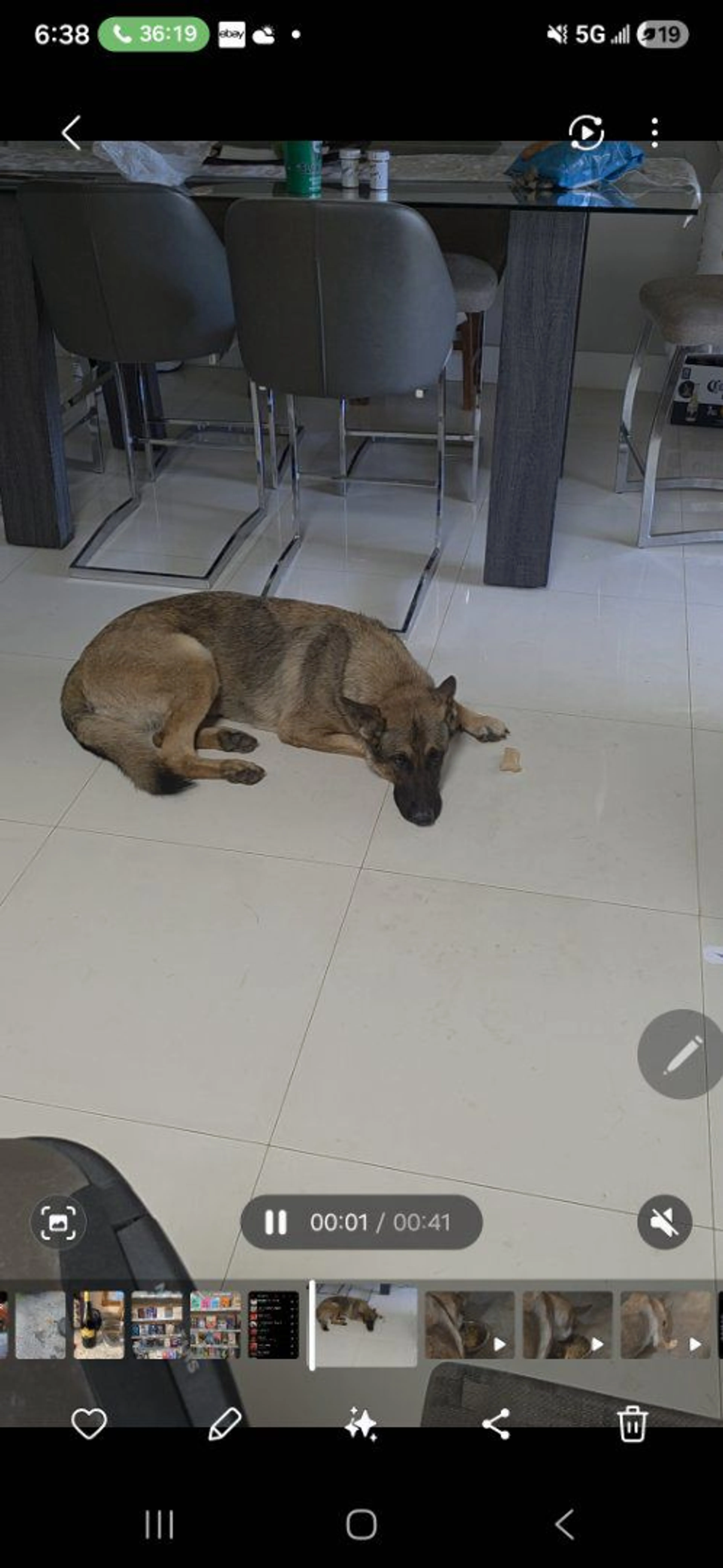 Lost pet-1