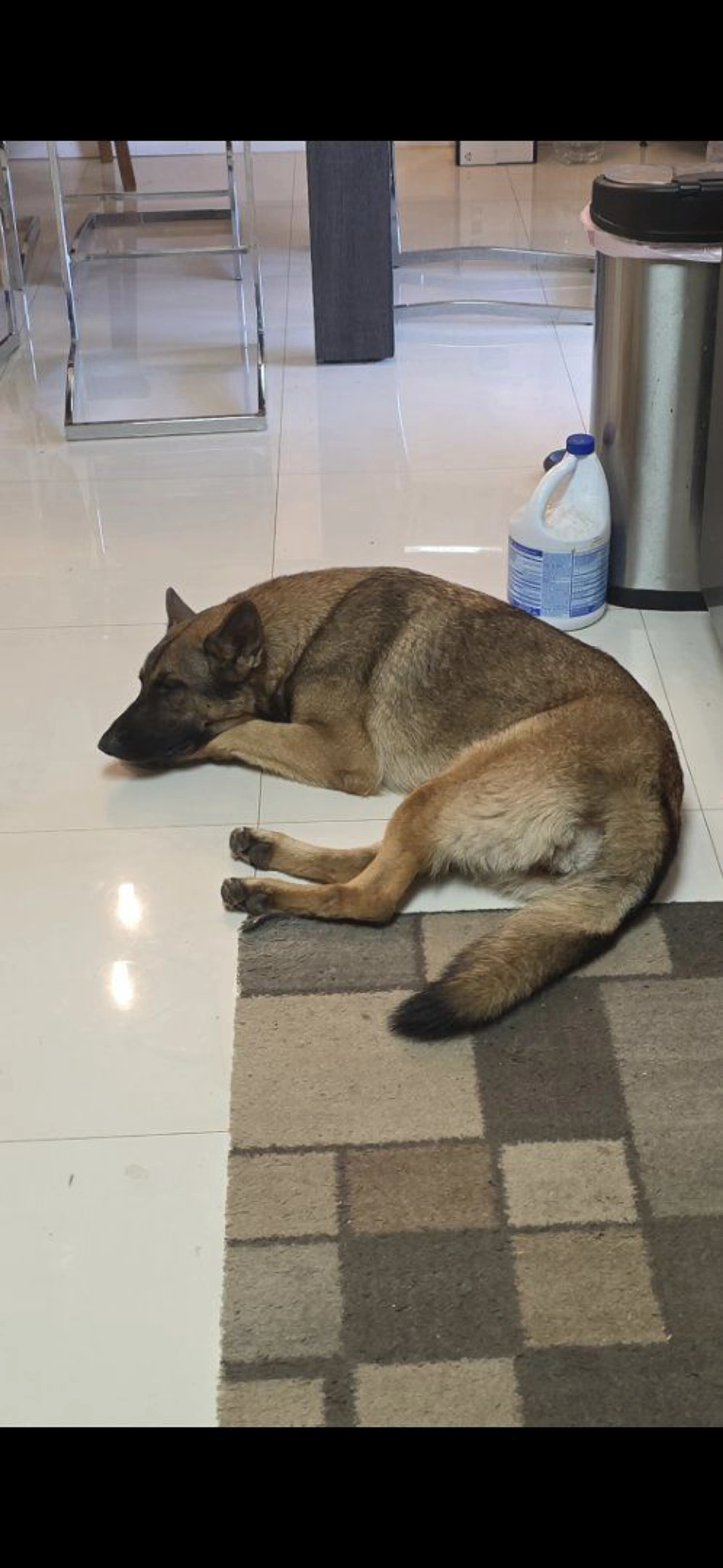 Lost pet-0