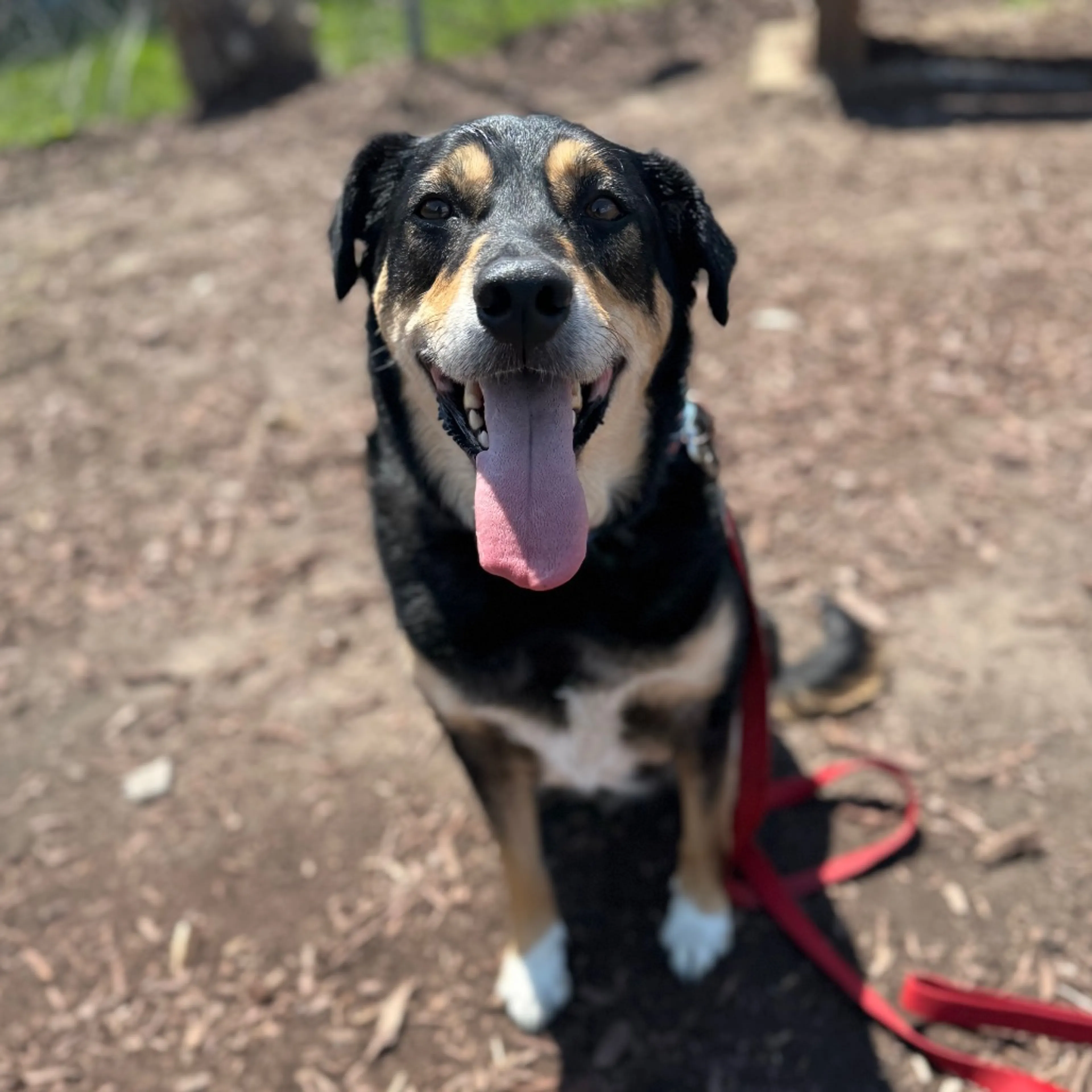 Found pet-5