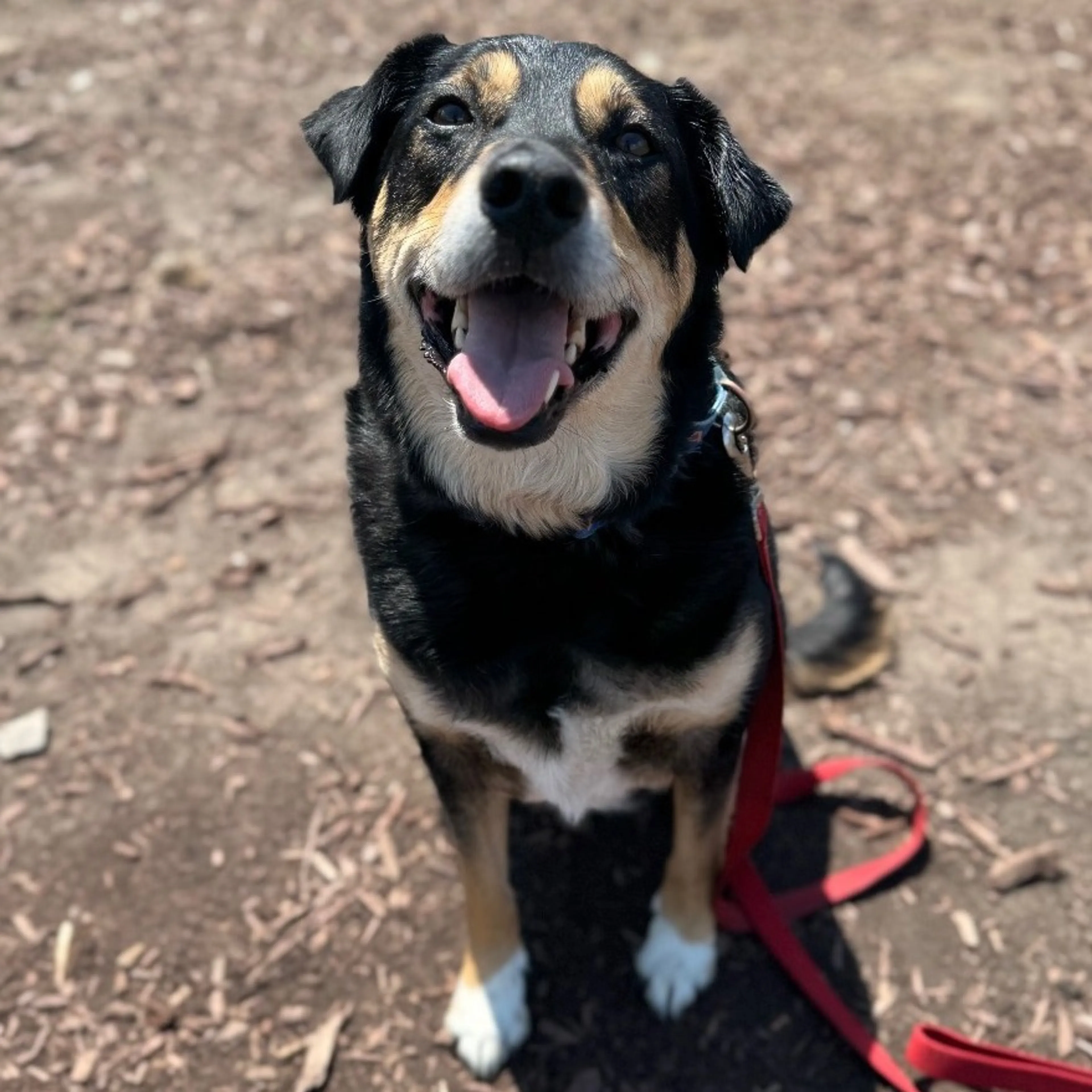 Found pet-4