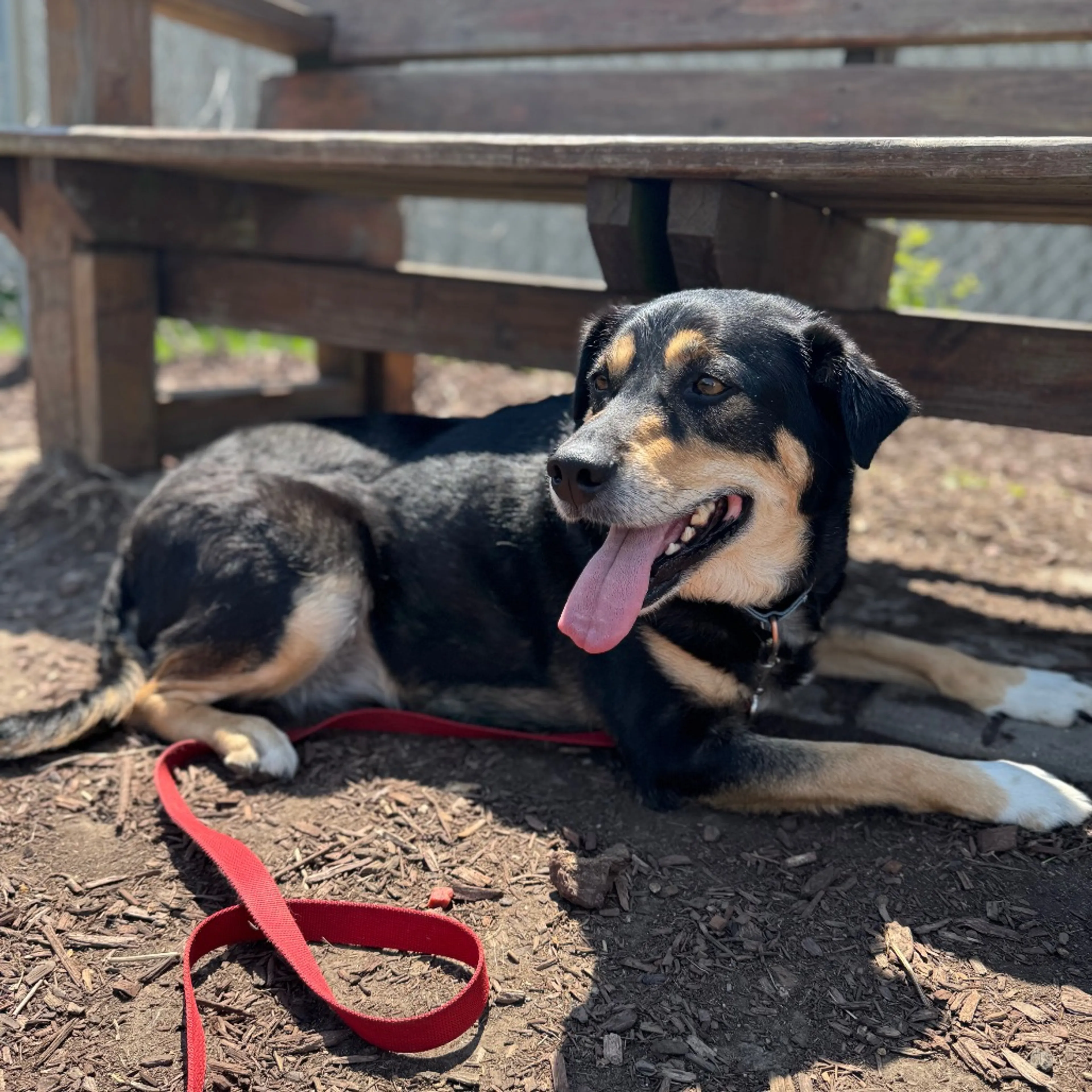Found pet-3