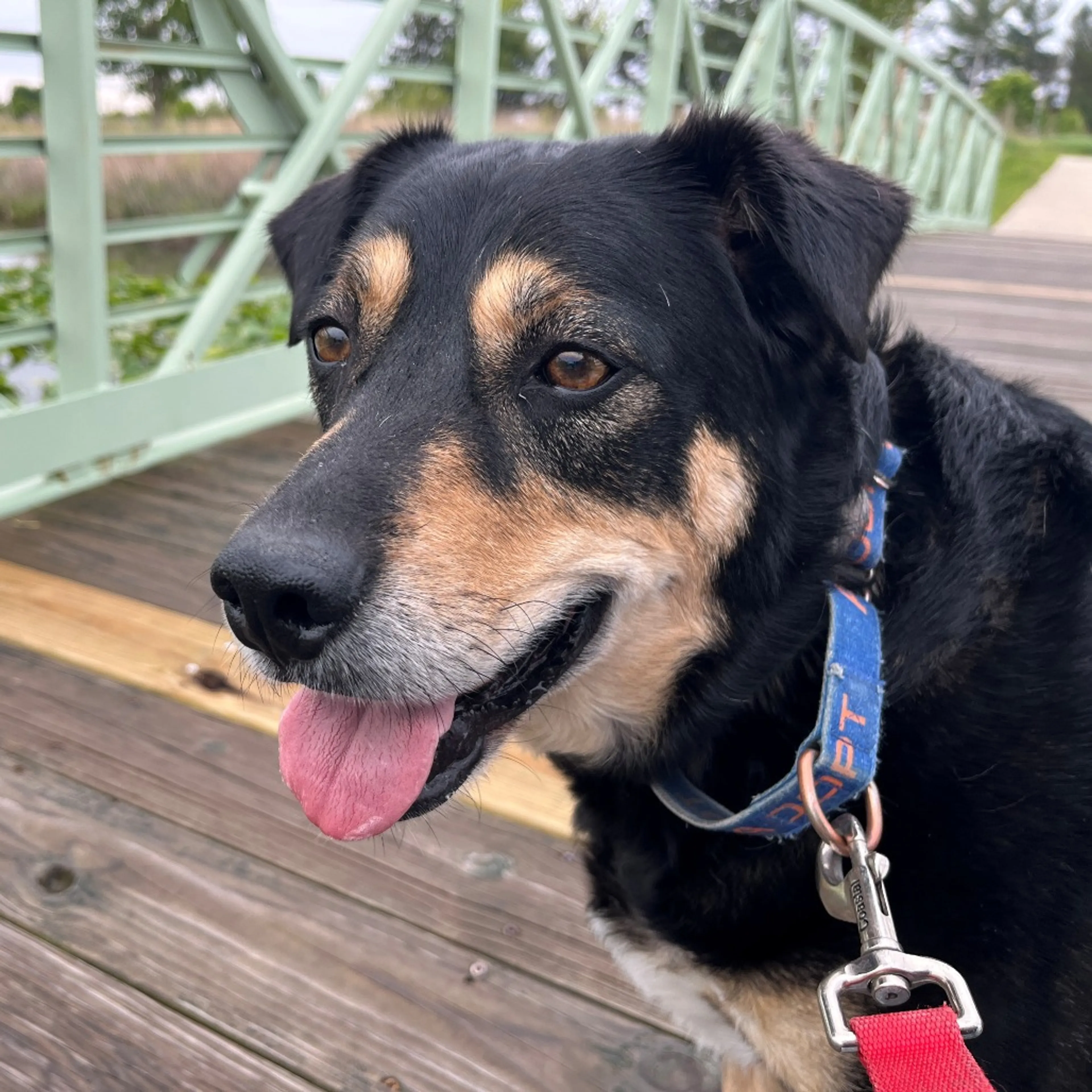 Found pet-2