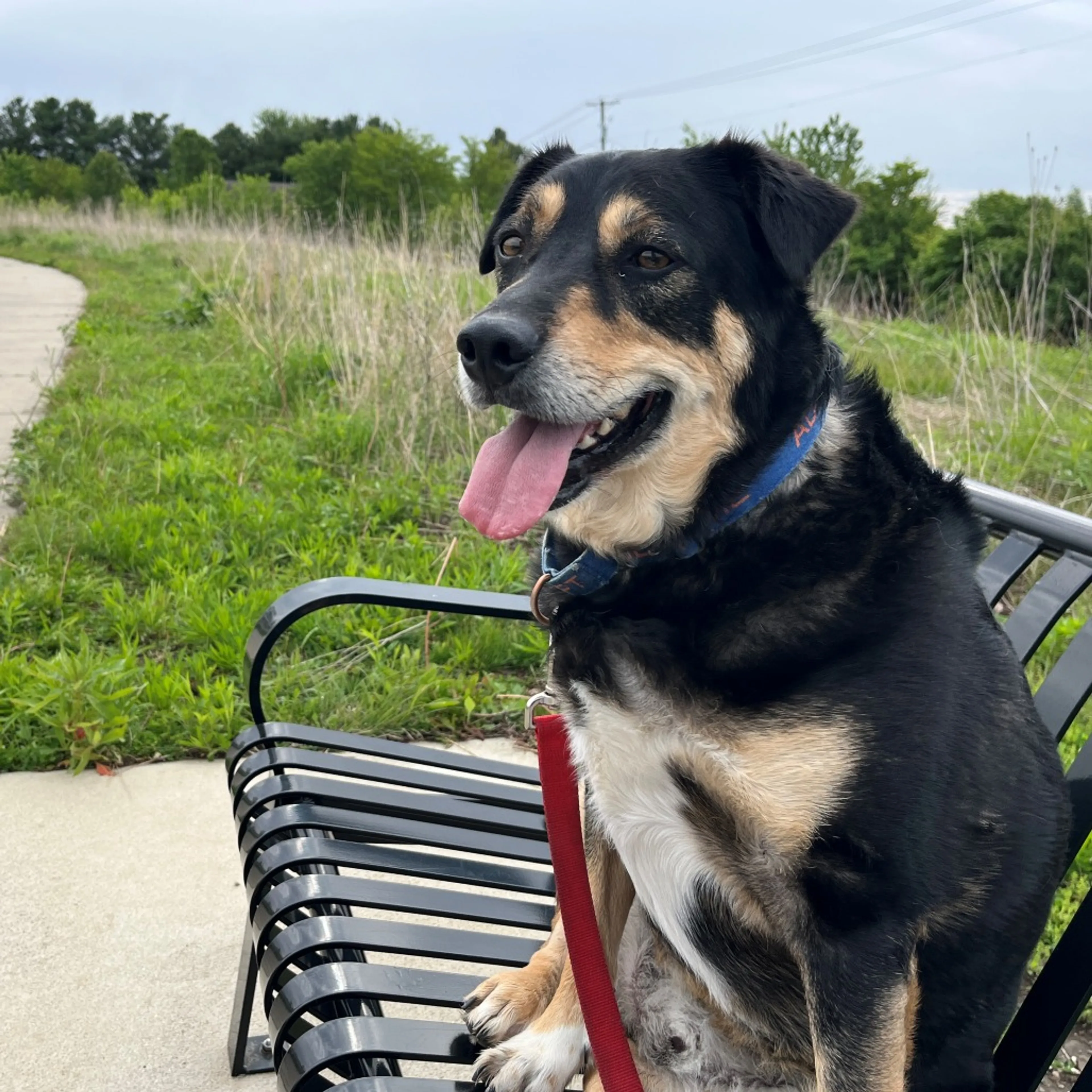 Found pet-1