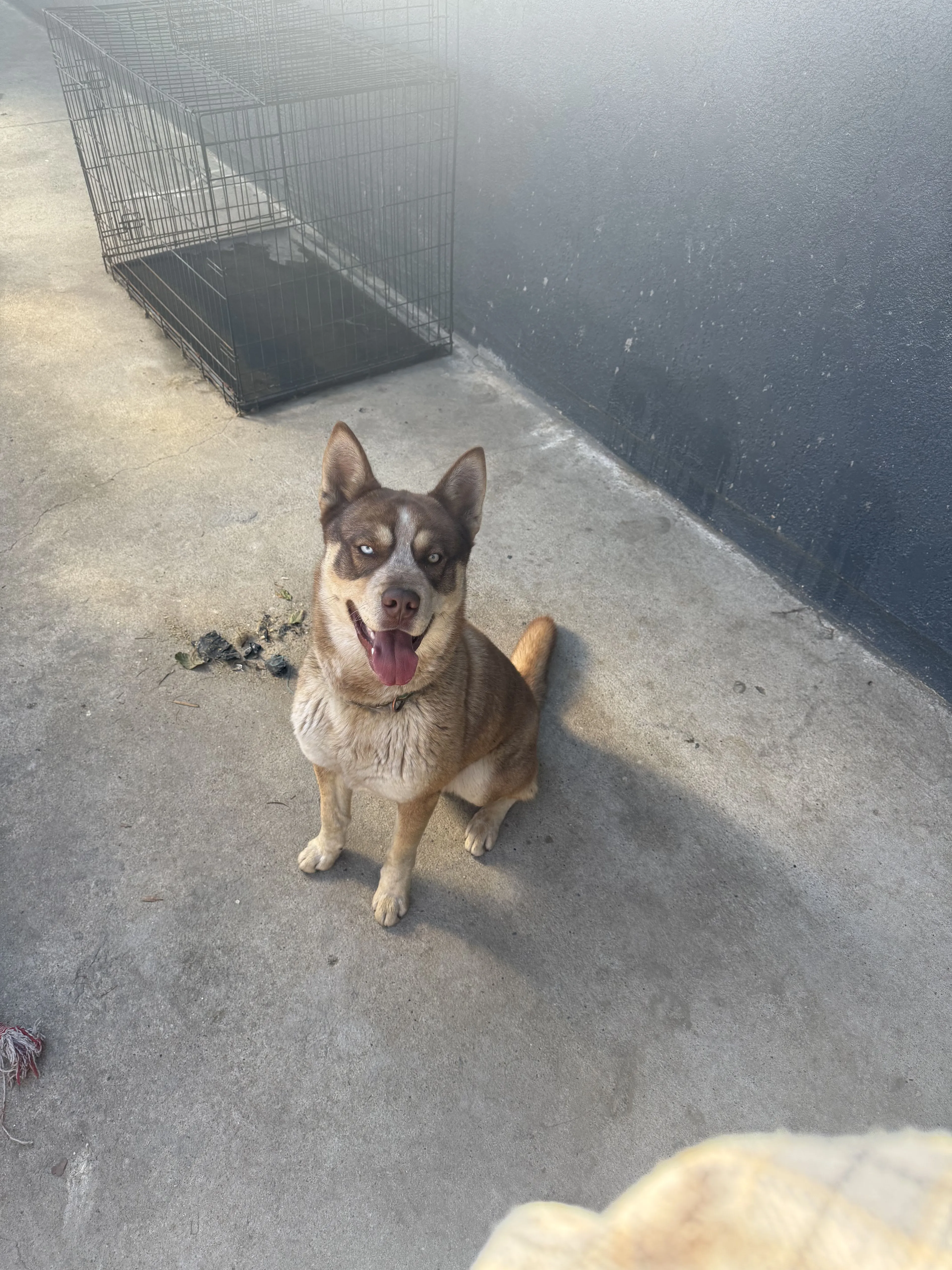 Lost pet-1