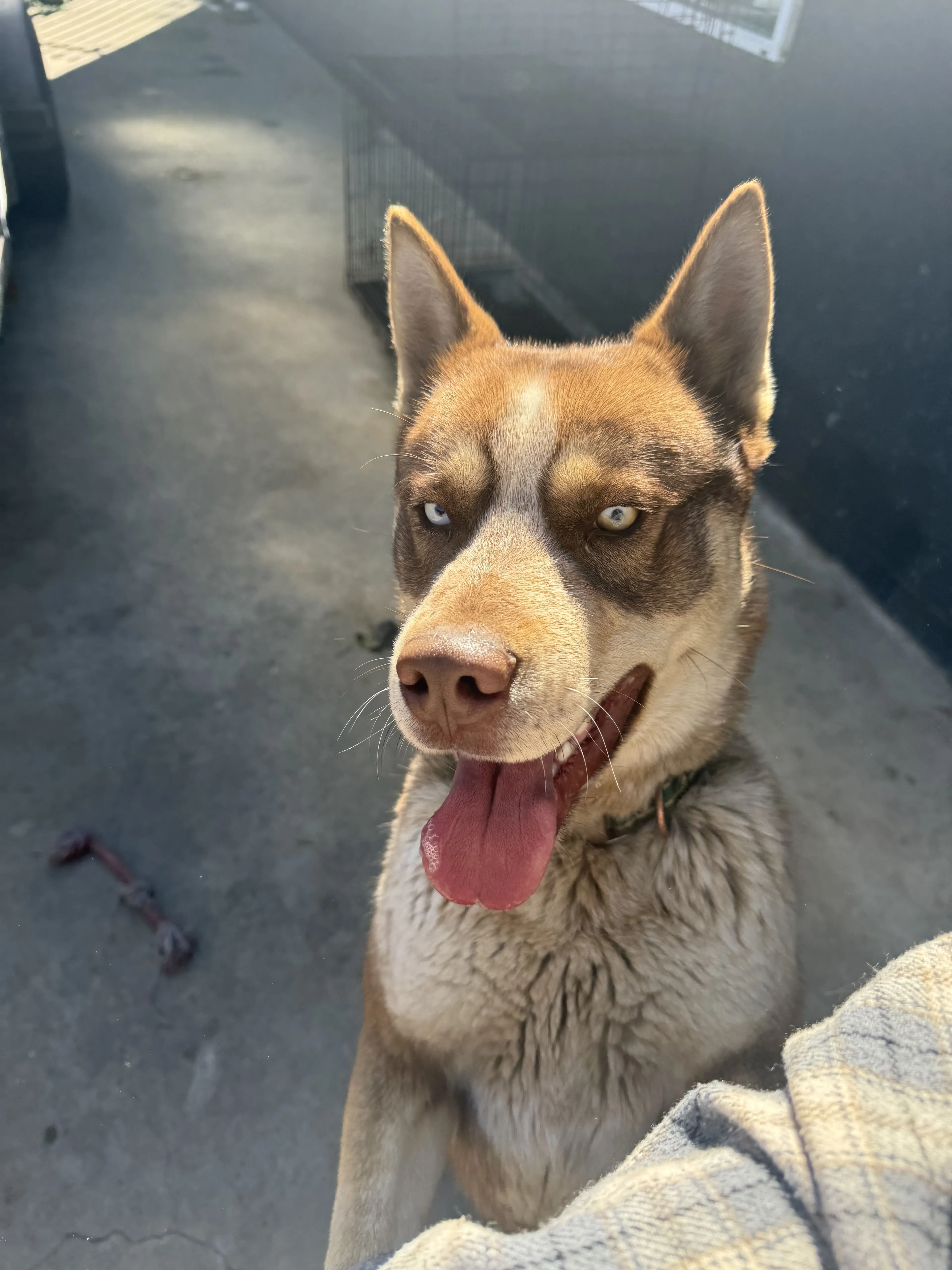 Lost pet-0