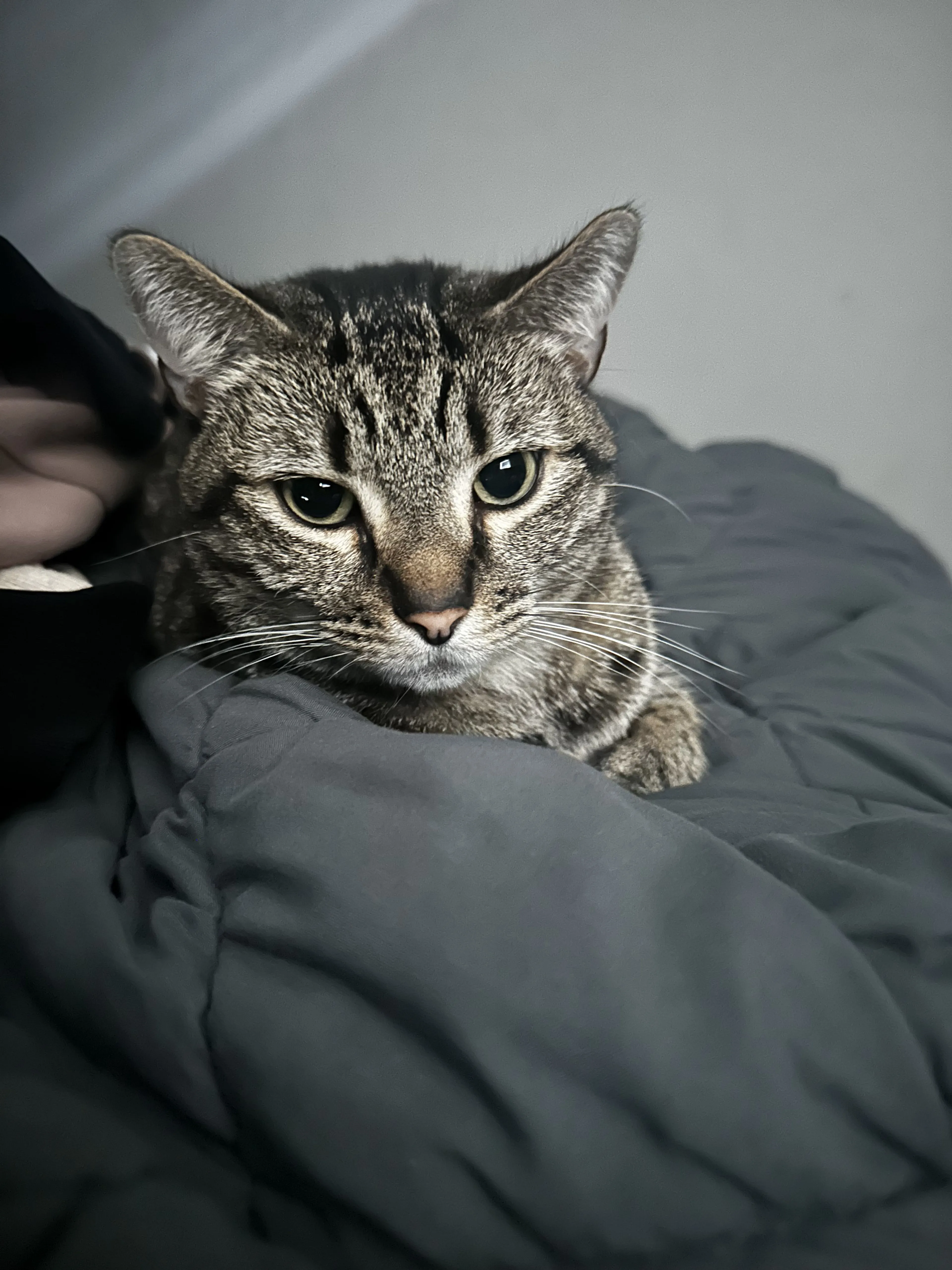 Lost pet-1