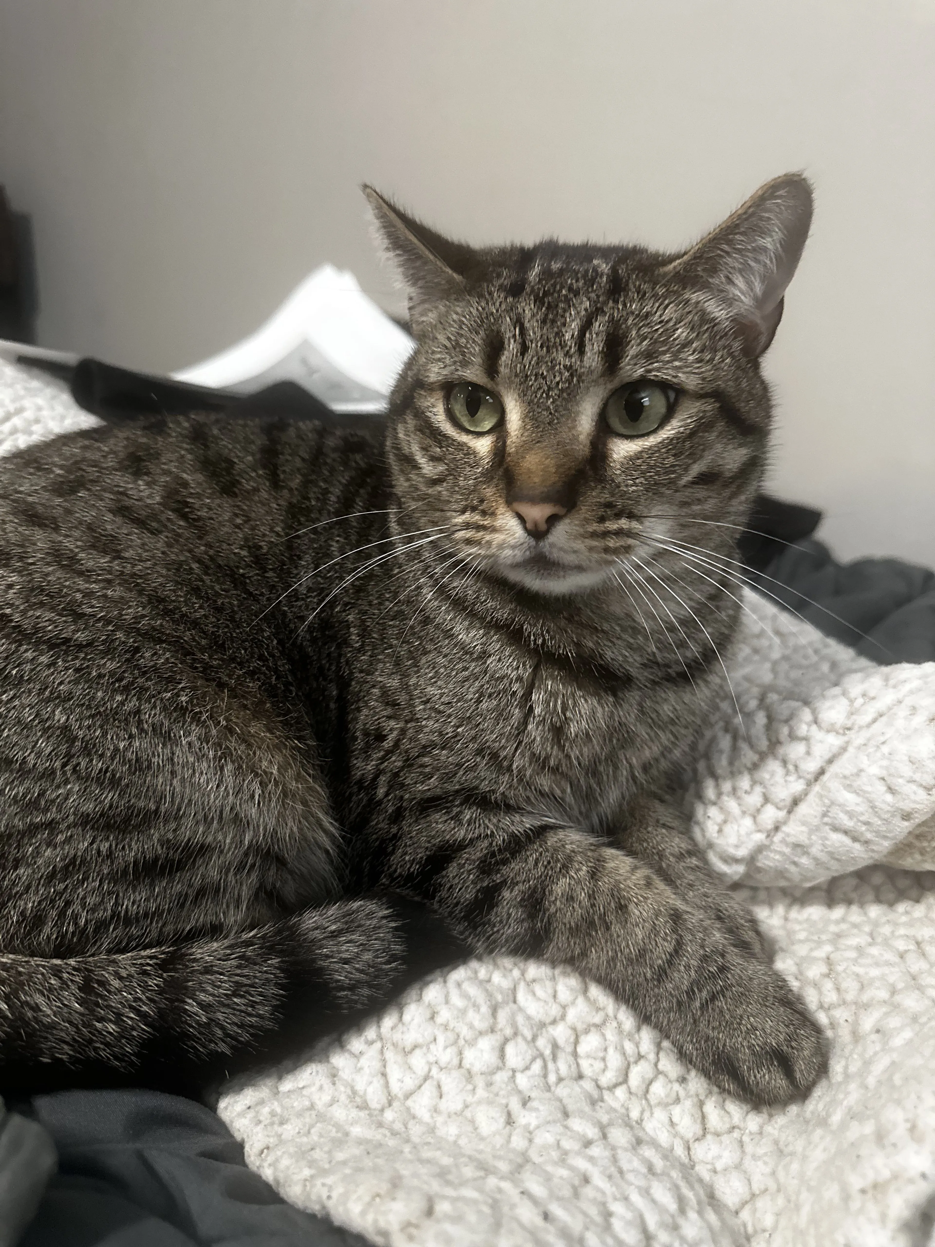Lost pet-2