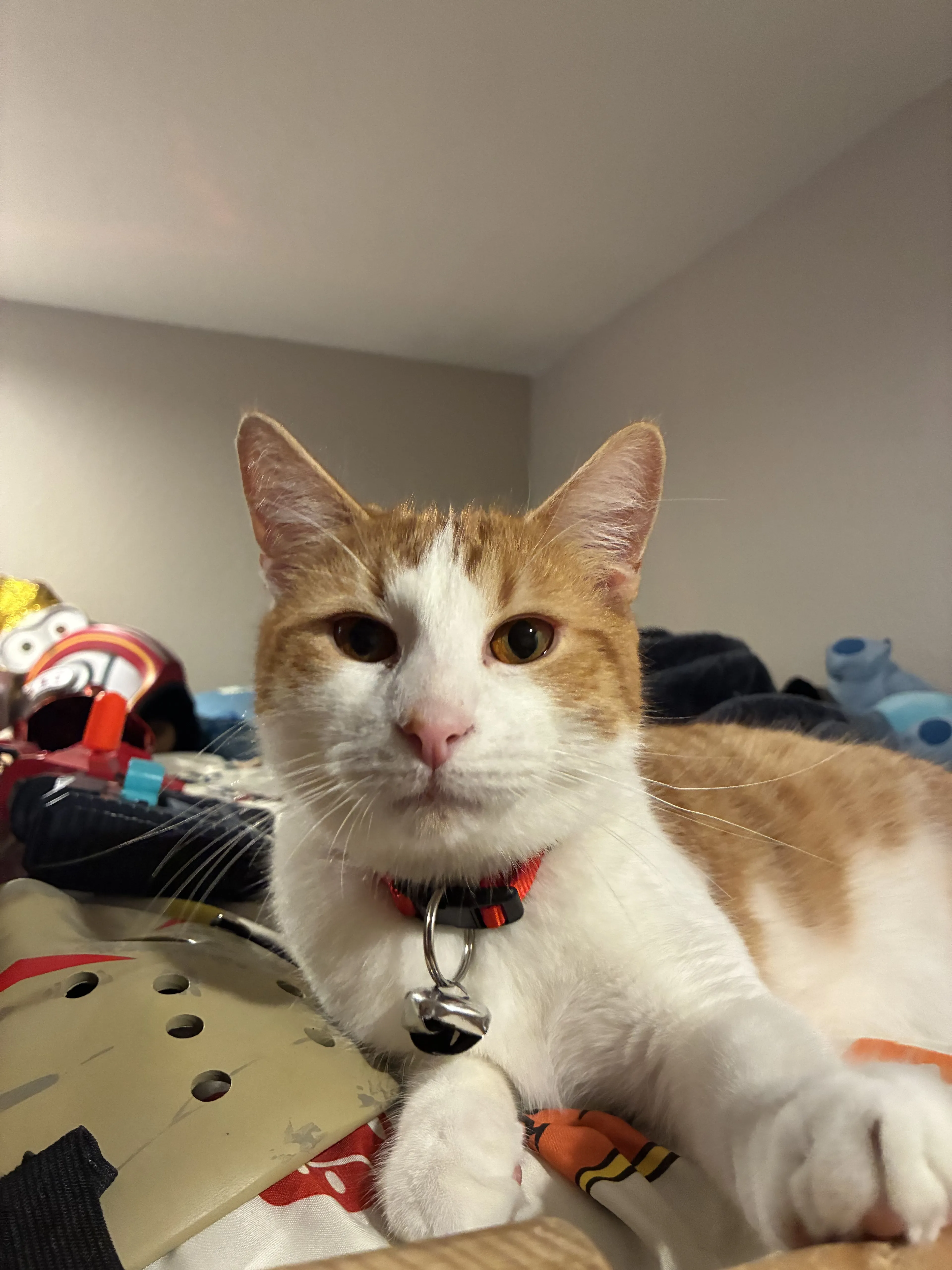 Lost pet