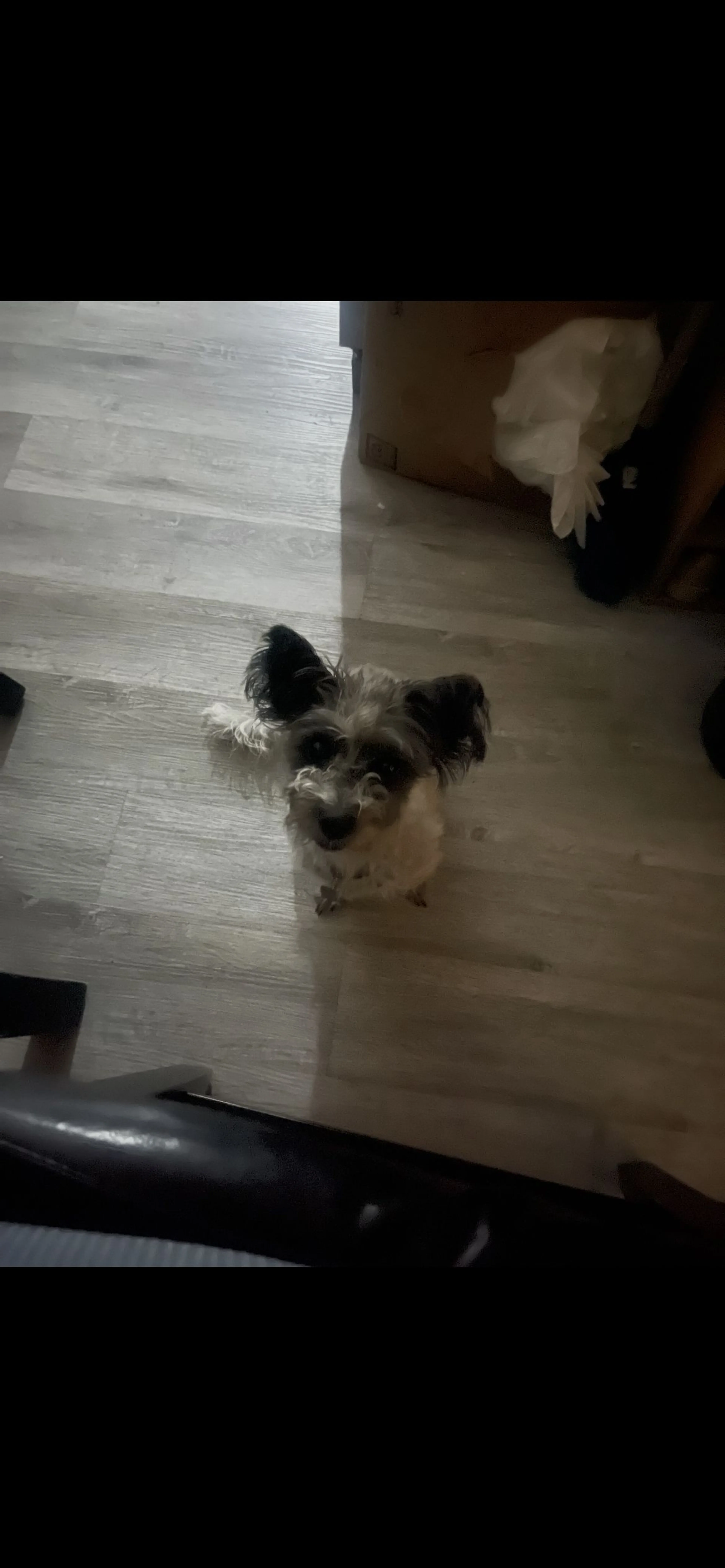 Lost pet-2