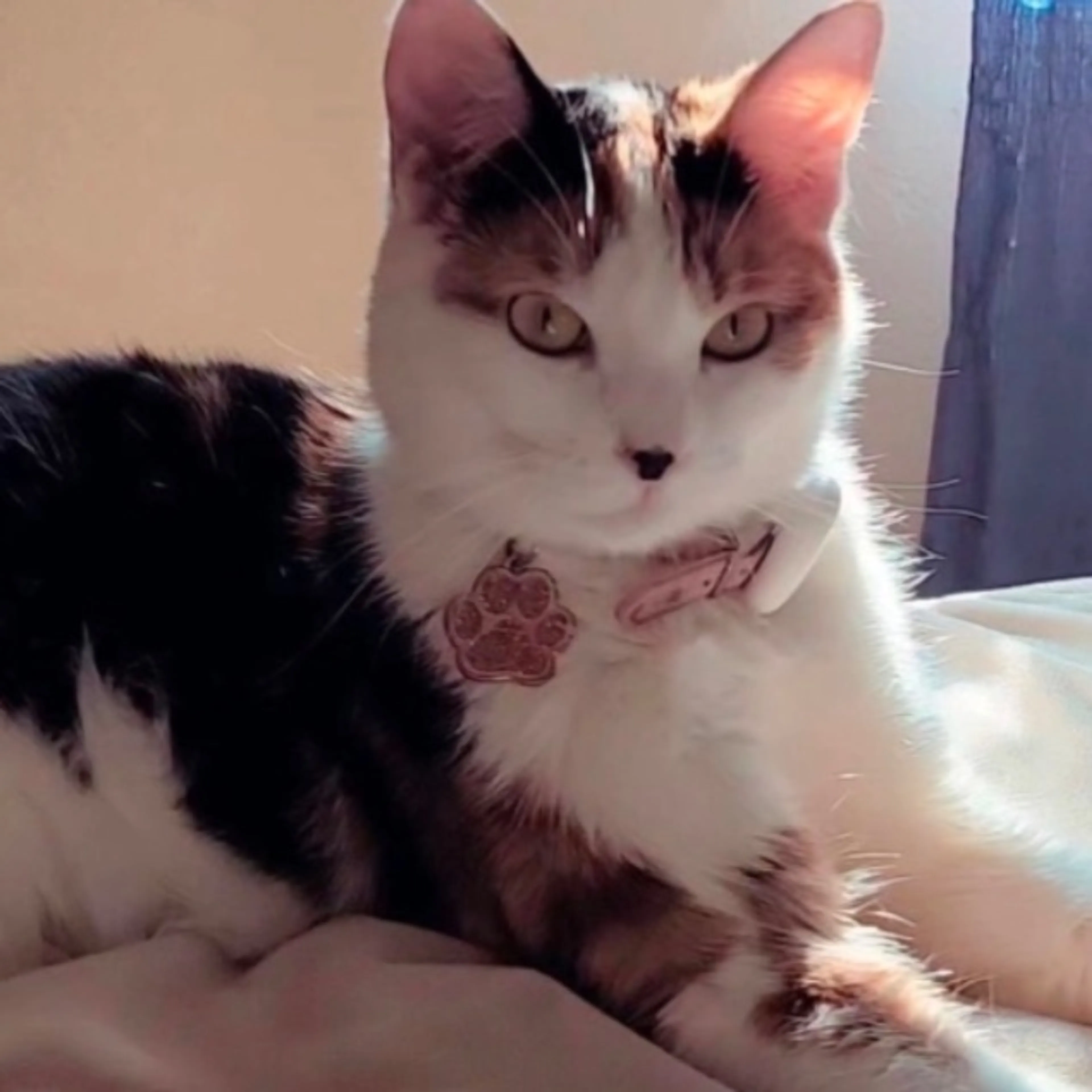 Lost pet-0
