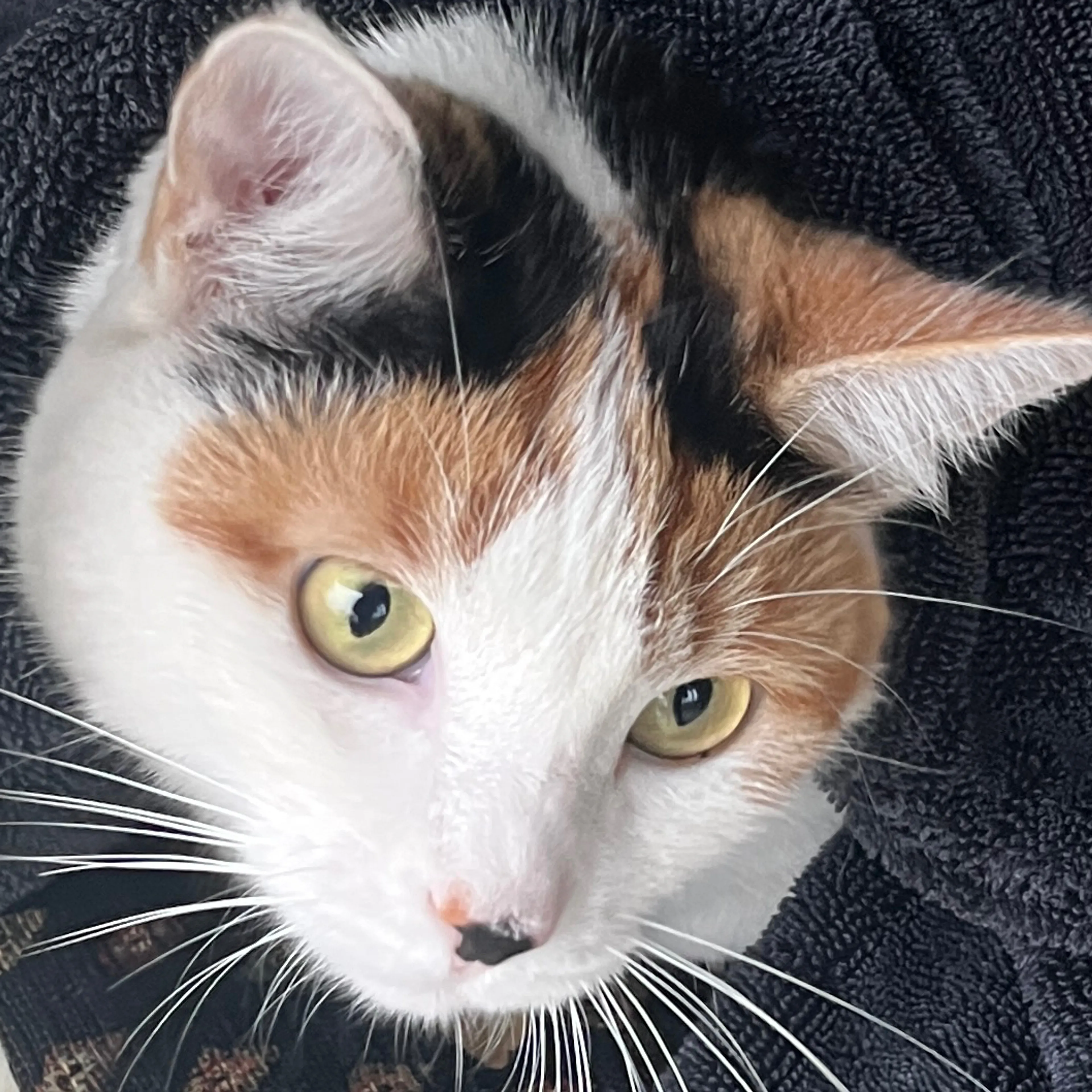 Lost pet-2