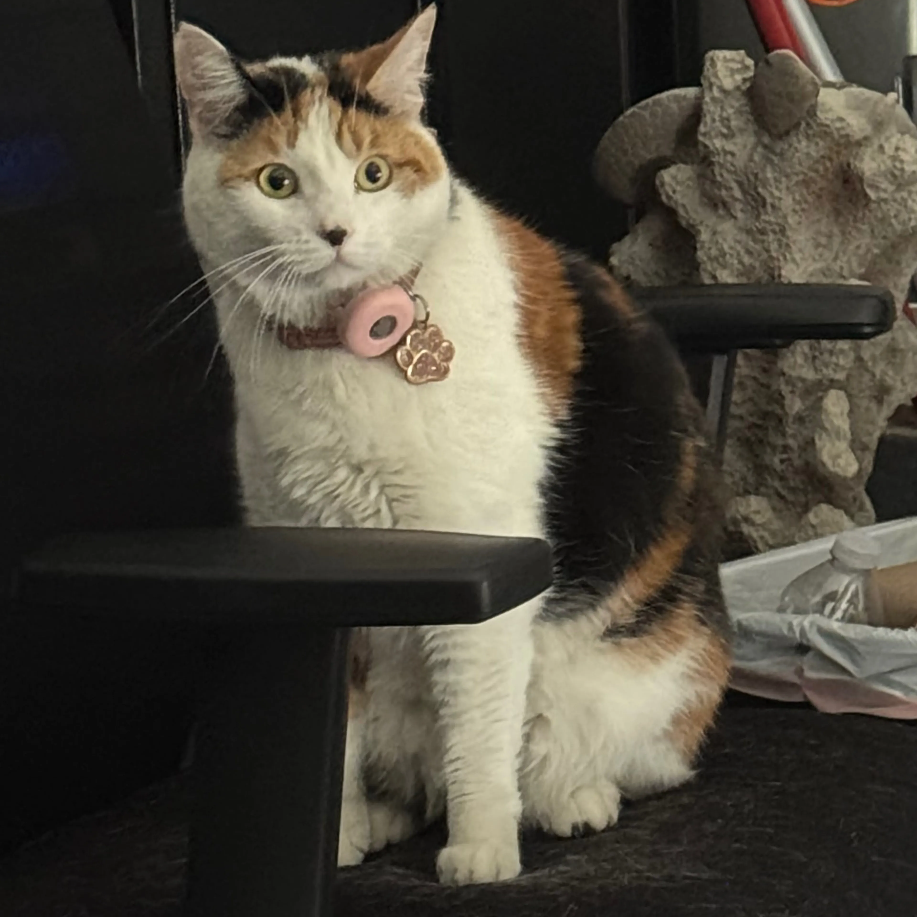 Lost pet-1
