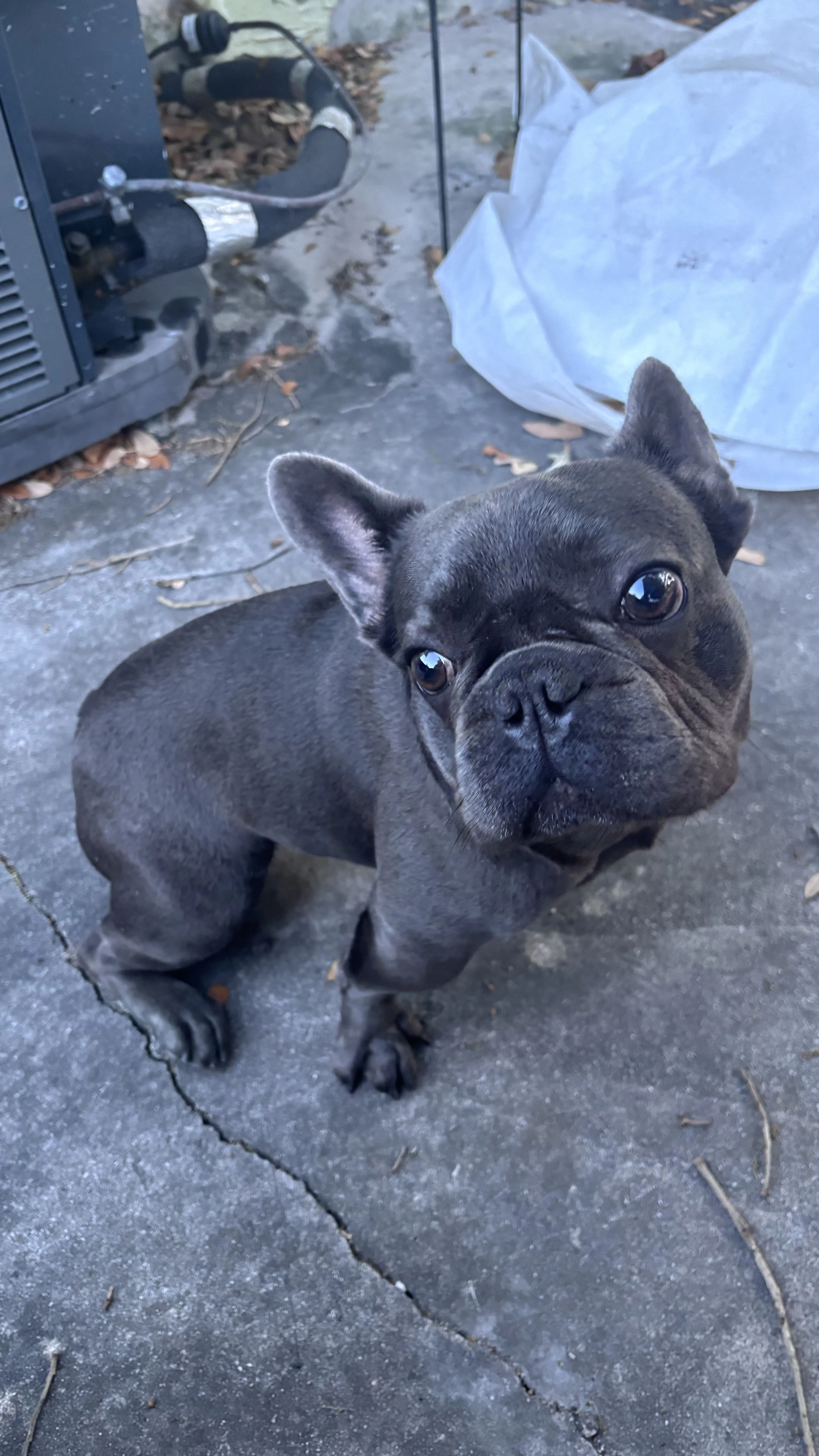 Lost pet