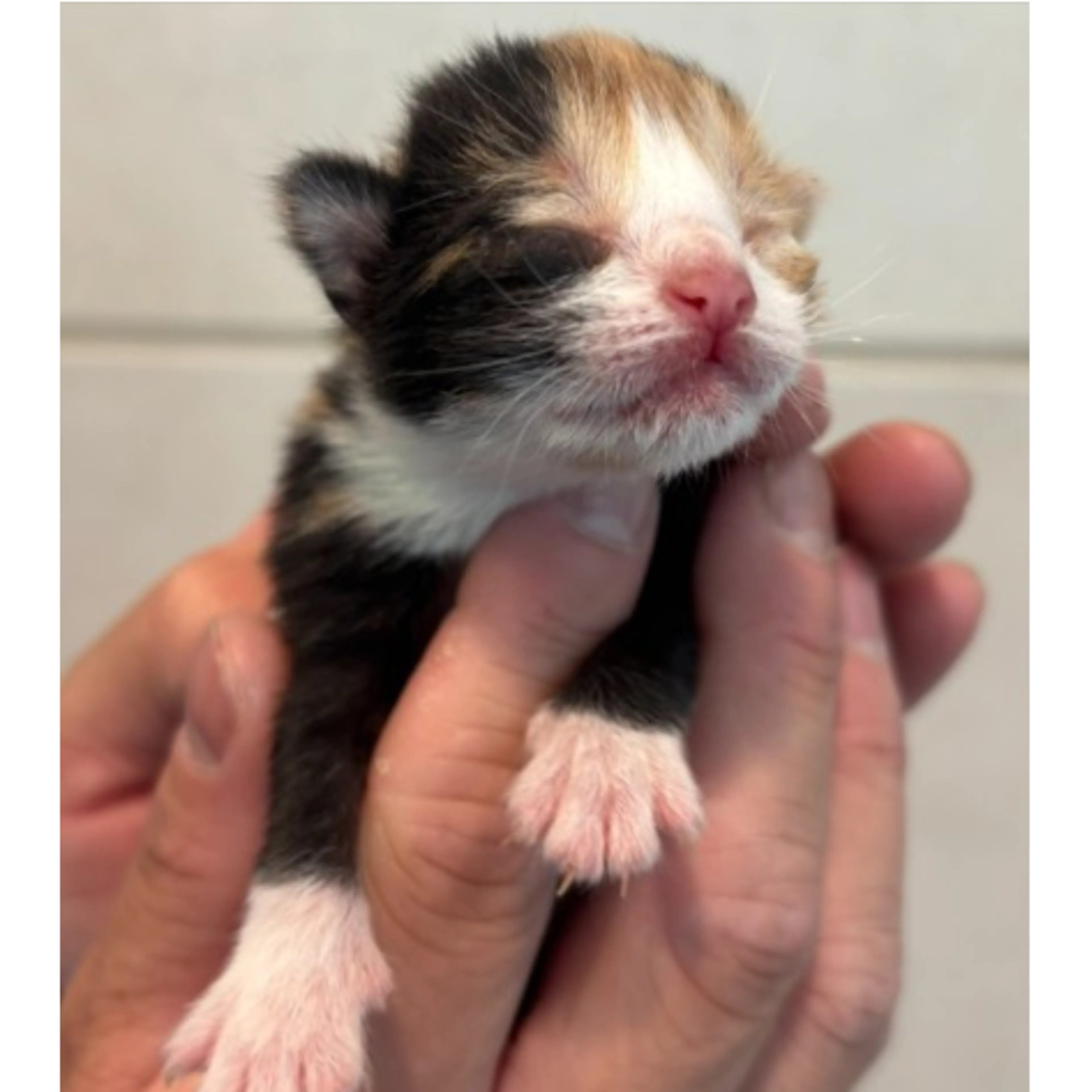 Found pet-1