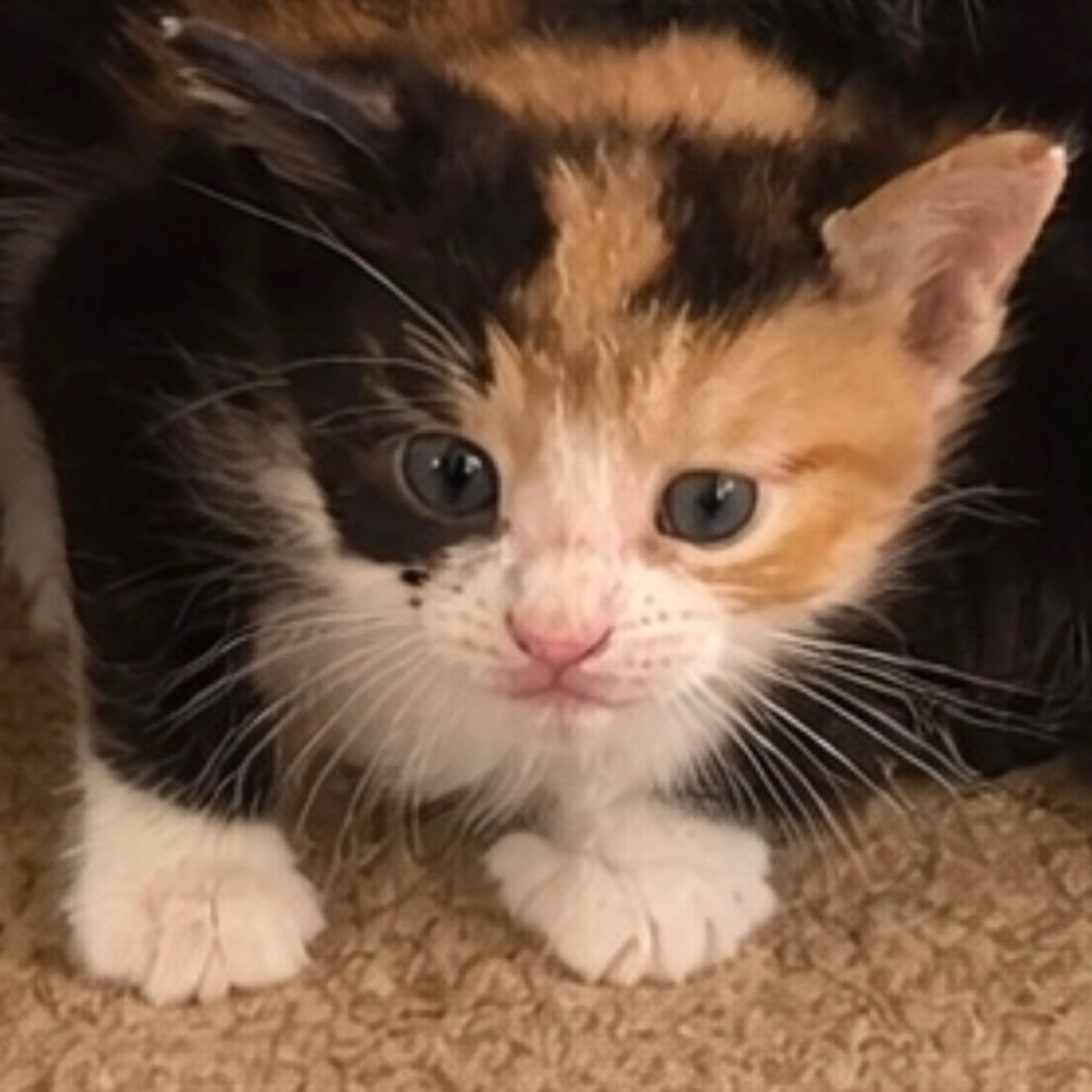 Found pet-0