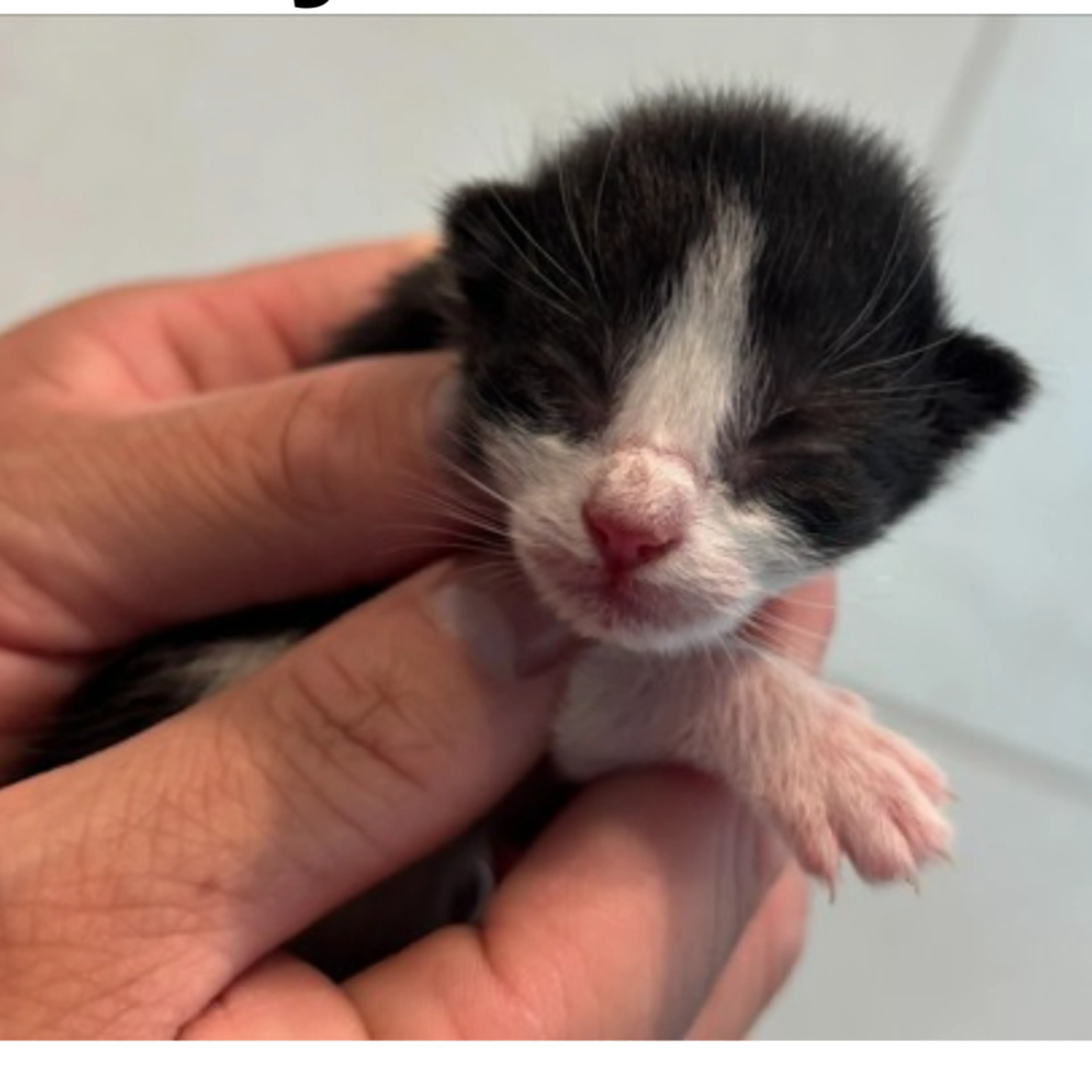 Found pet-1