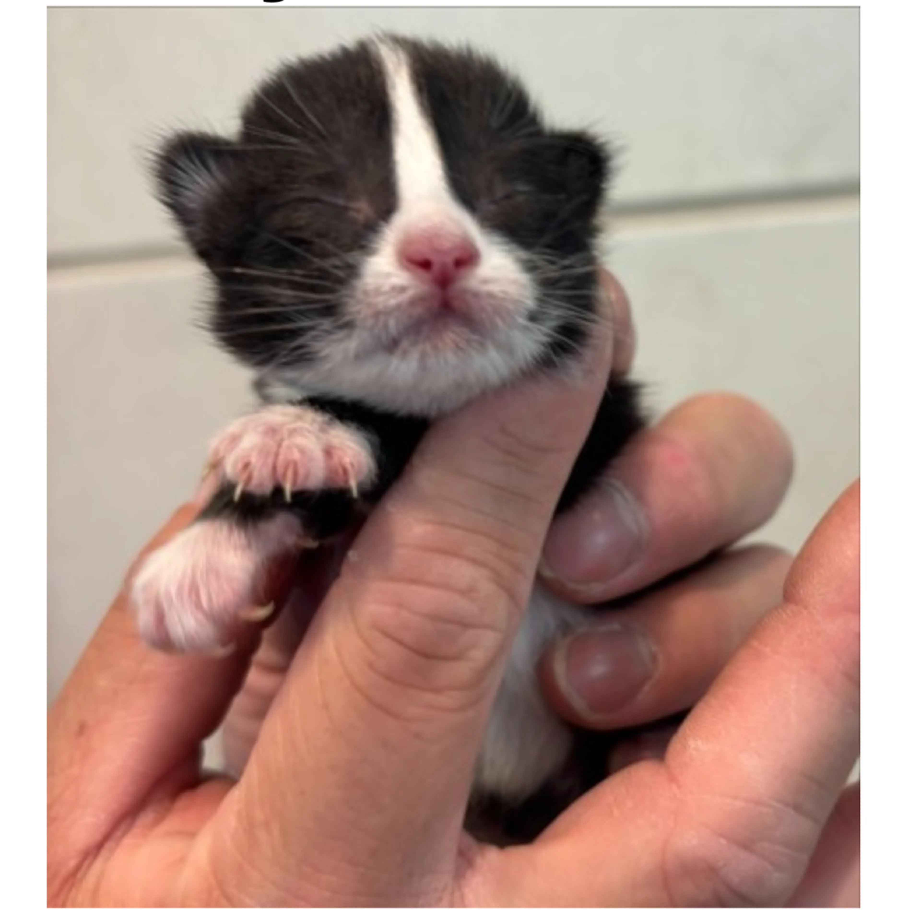 Found pet-1