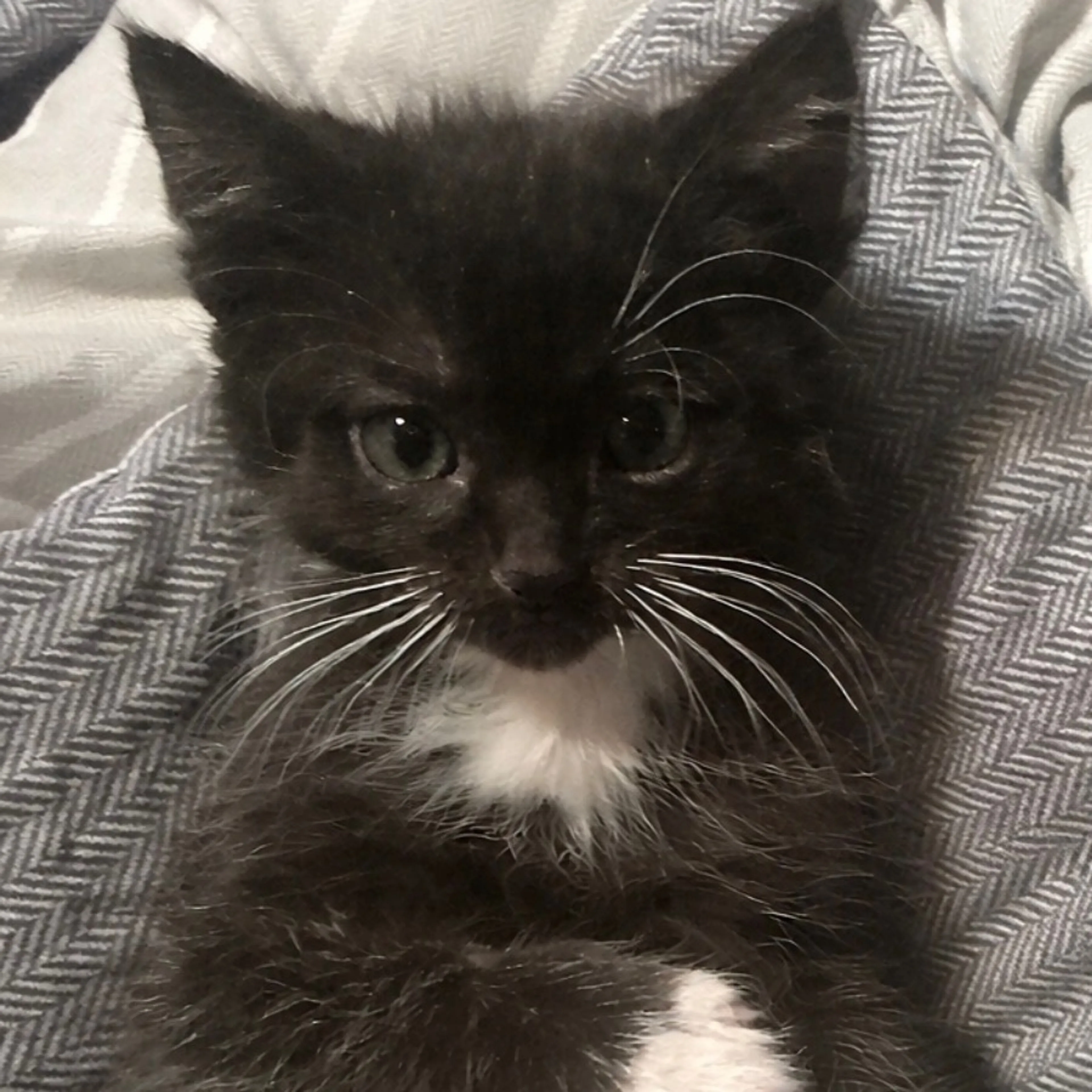 Found pet-0