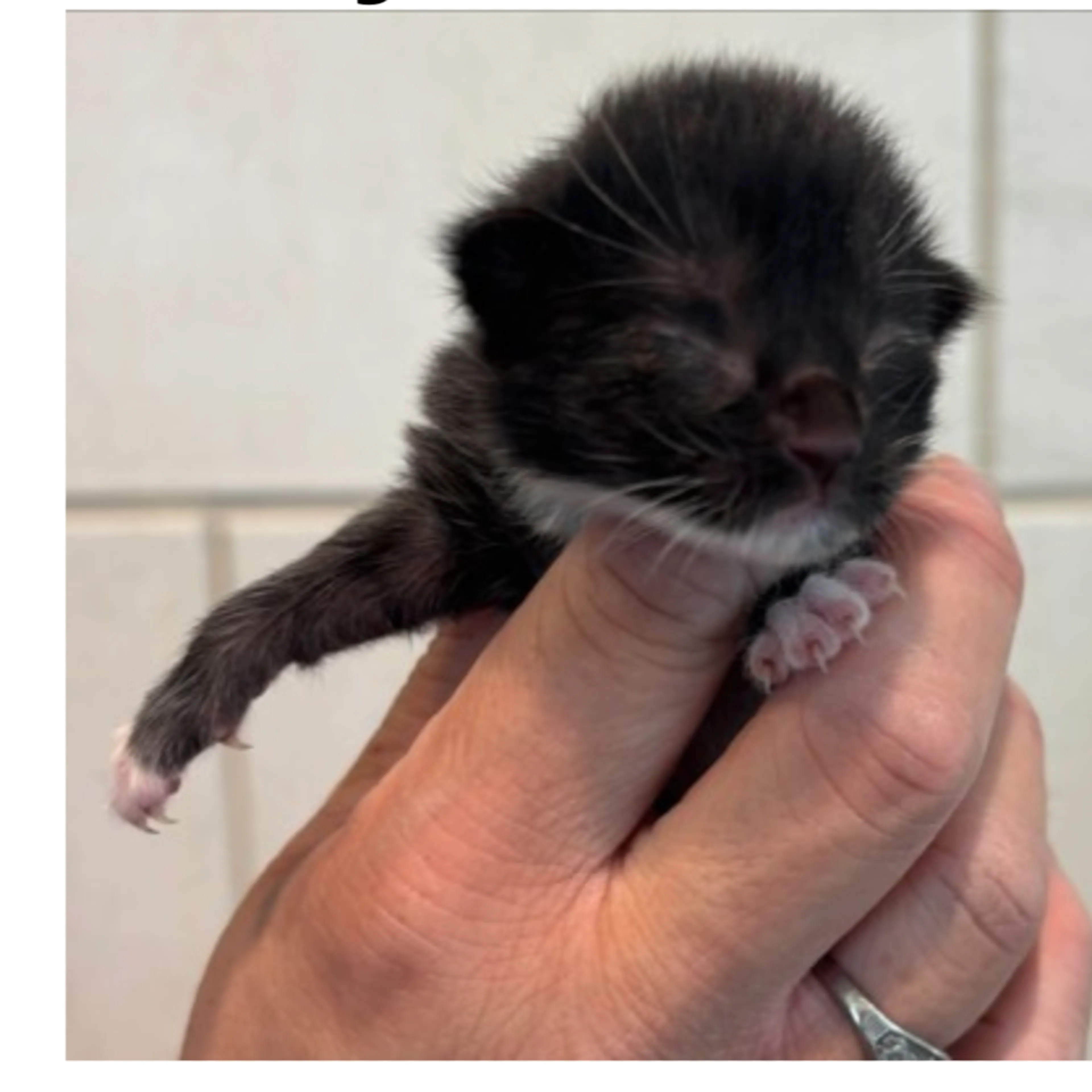 Found pet-1