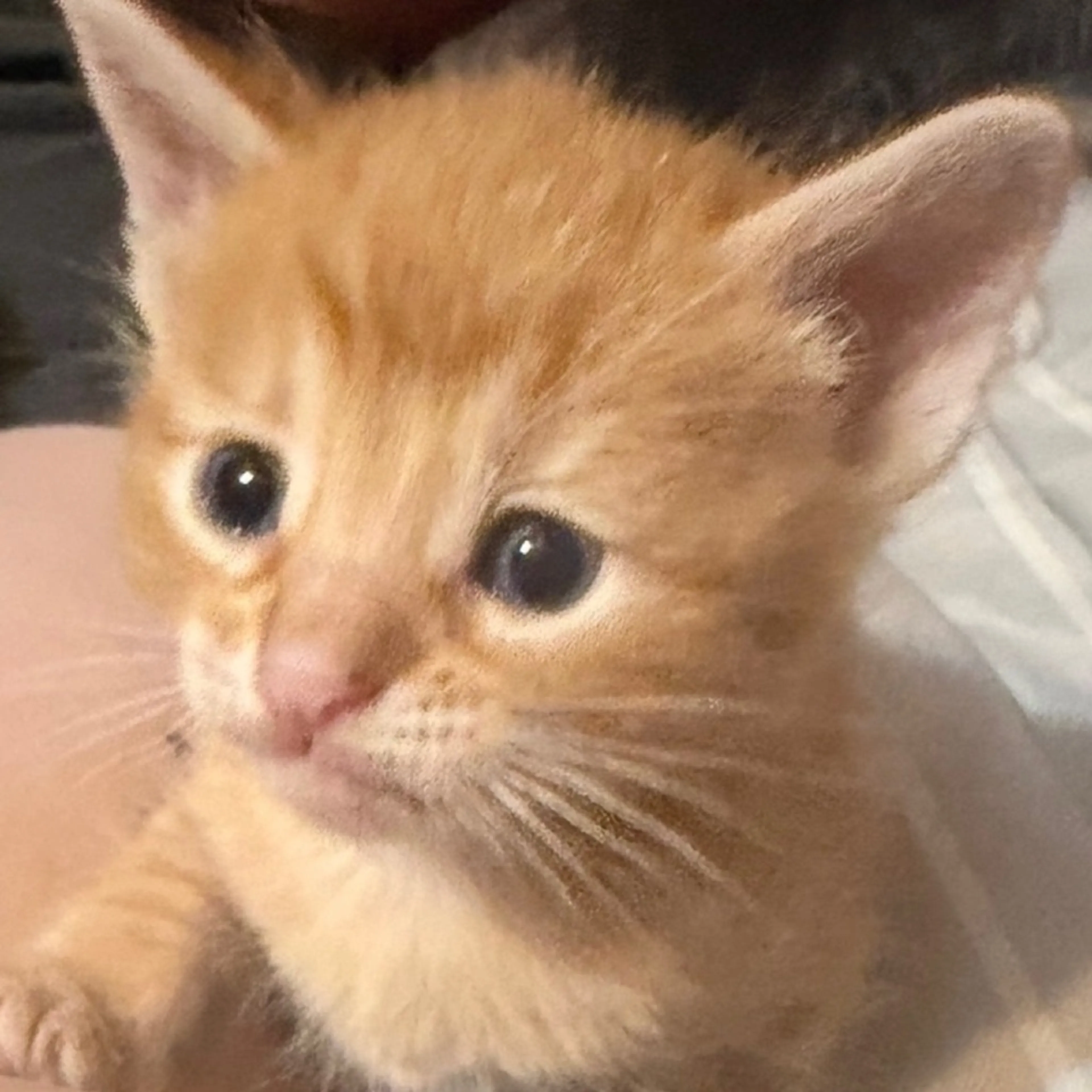 Found pet-0